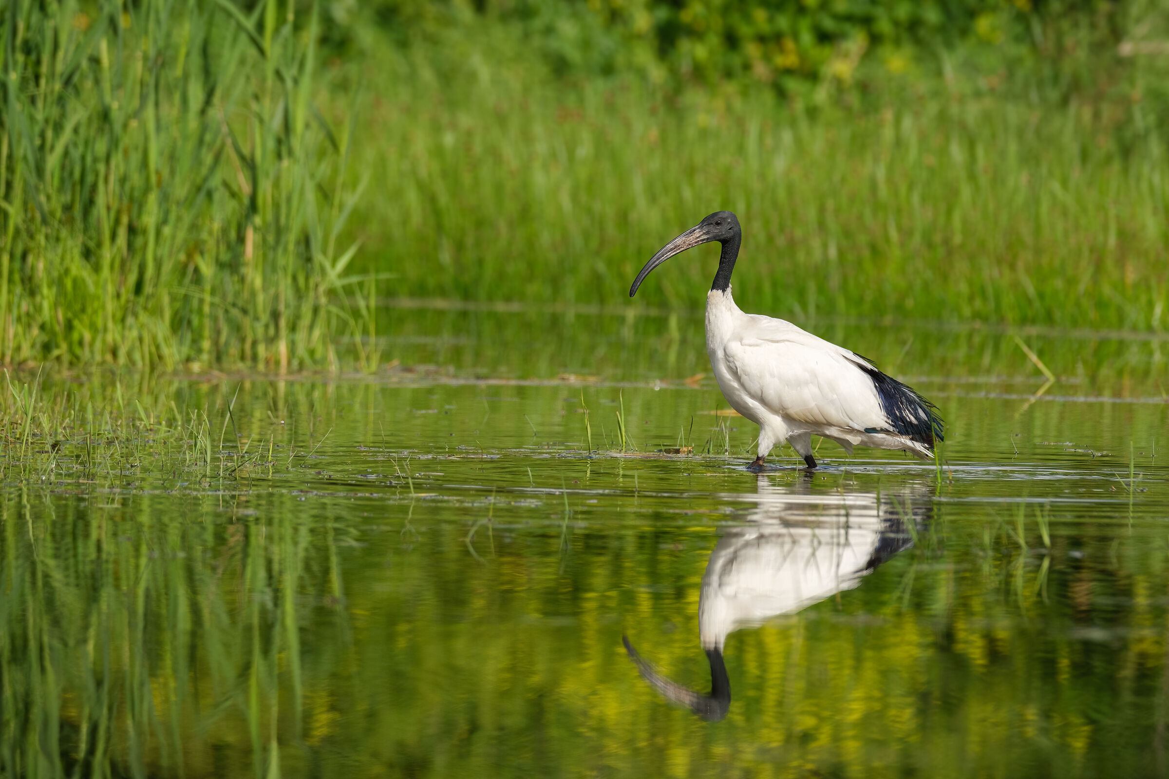 Sacred Ibis