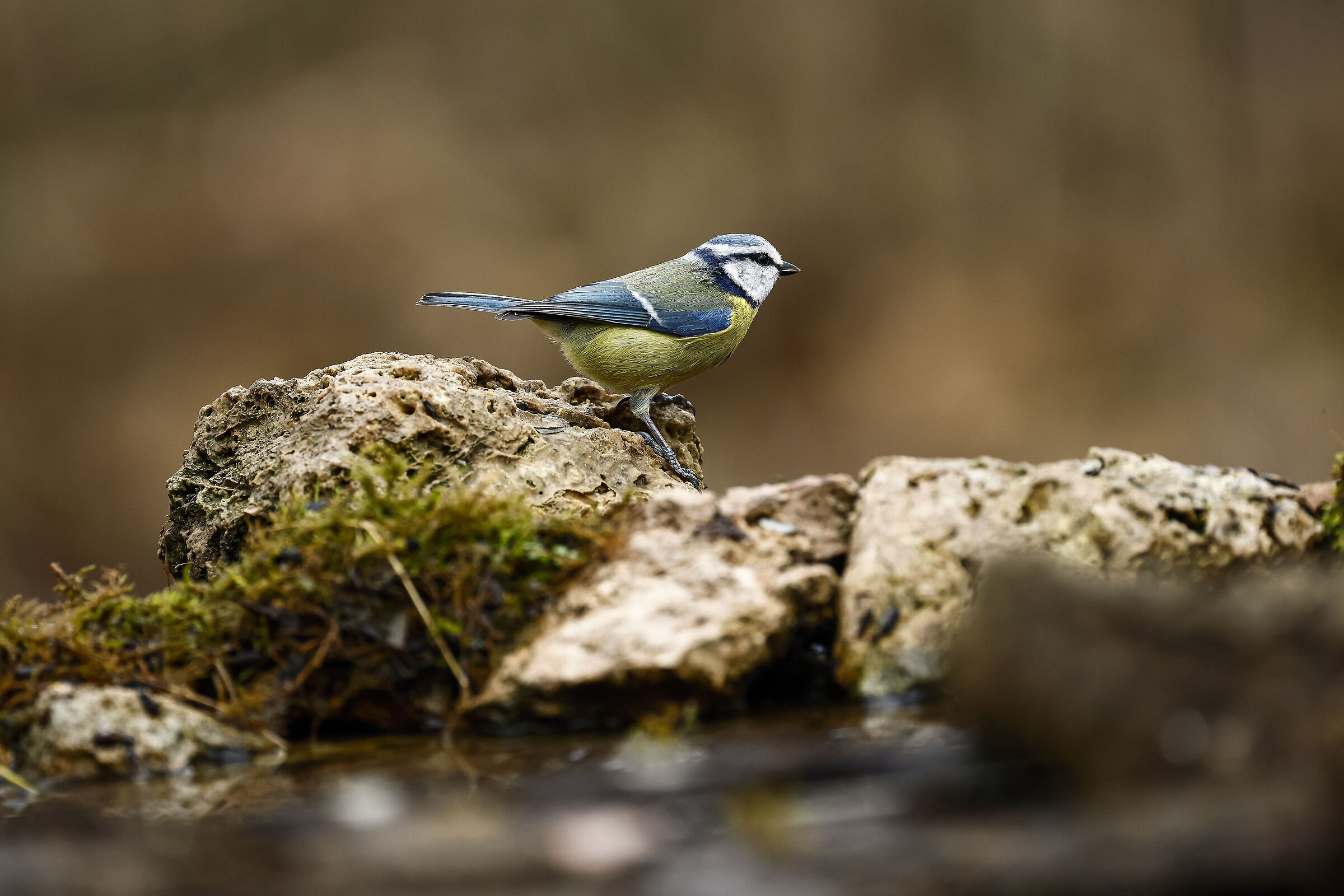 Andarsene o trattenersi...?