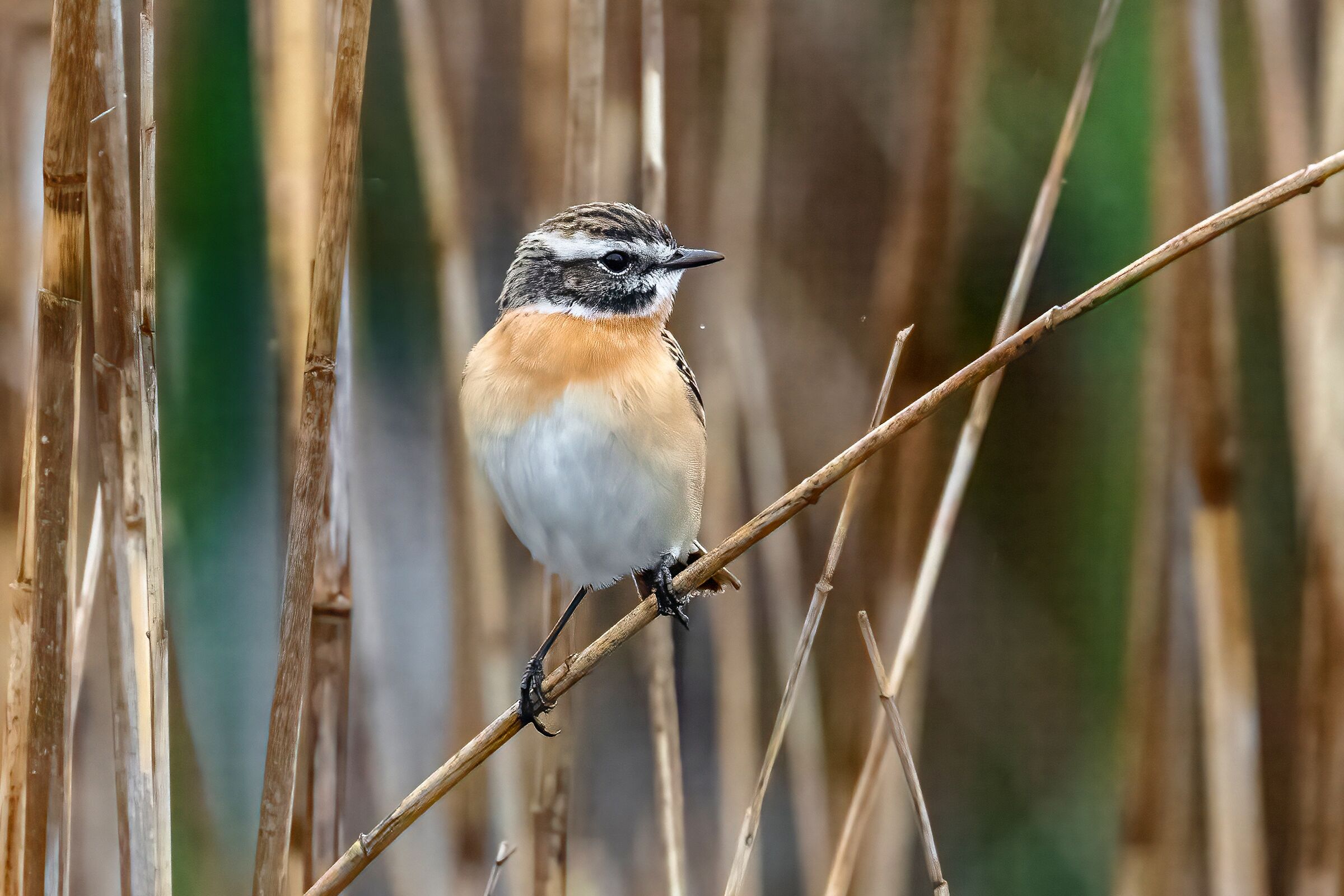 Stiaccino (Saxicola rubetra)
