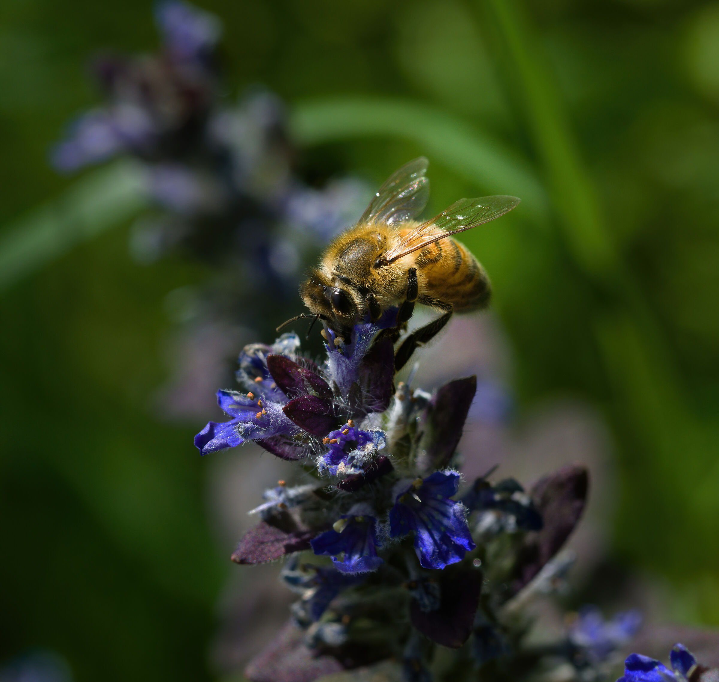 Il gran lavoro dell'ape...