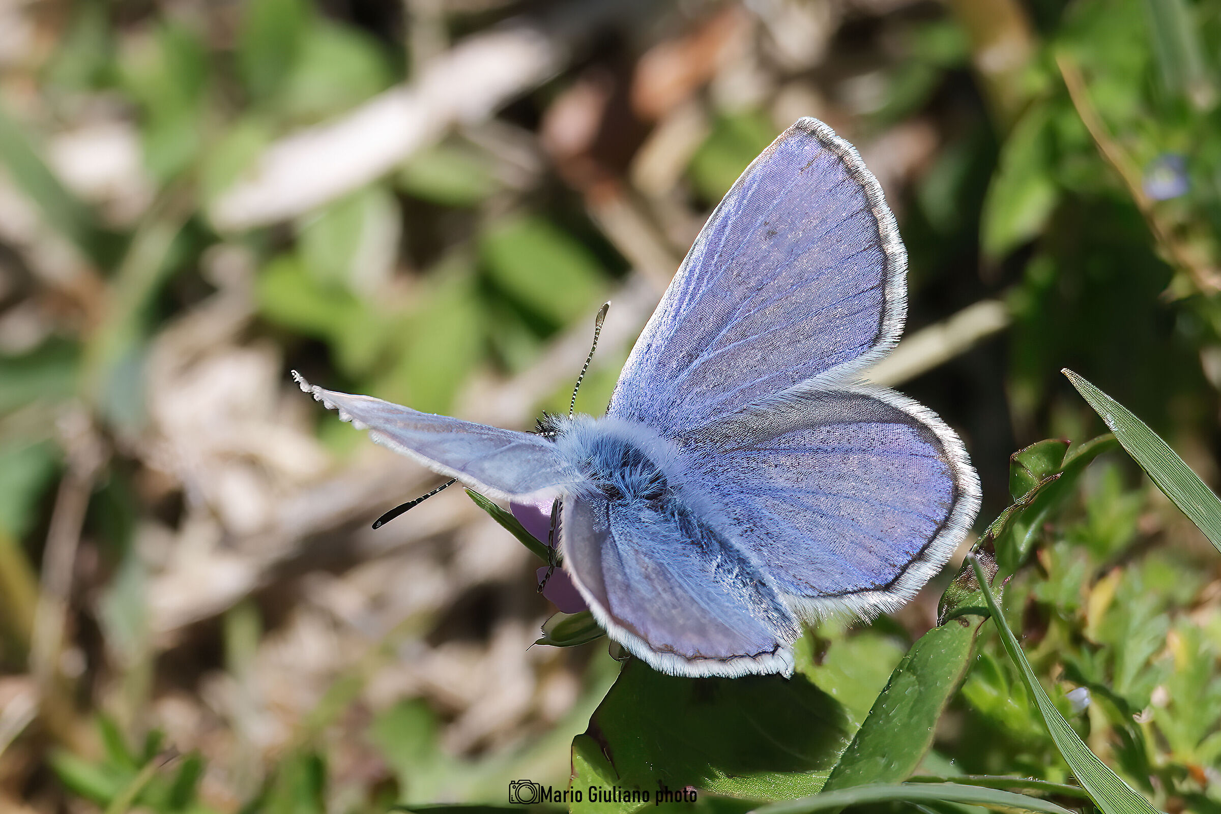 Polyommatus icarus