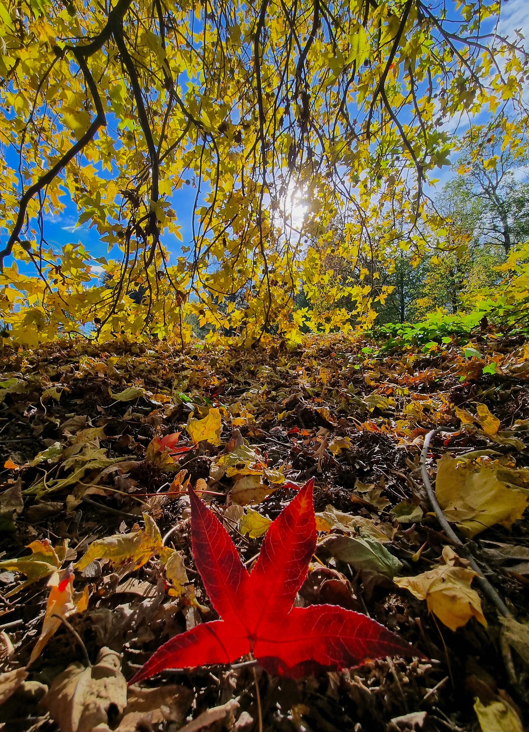 Autumn at the Park II