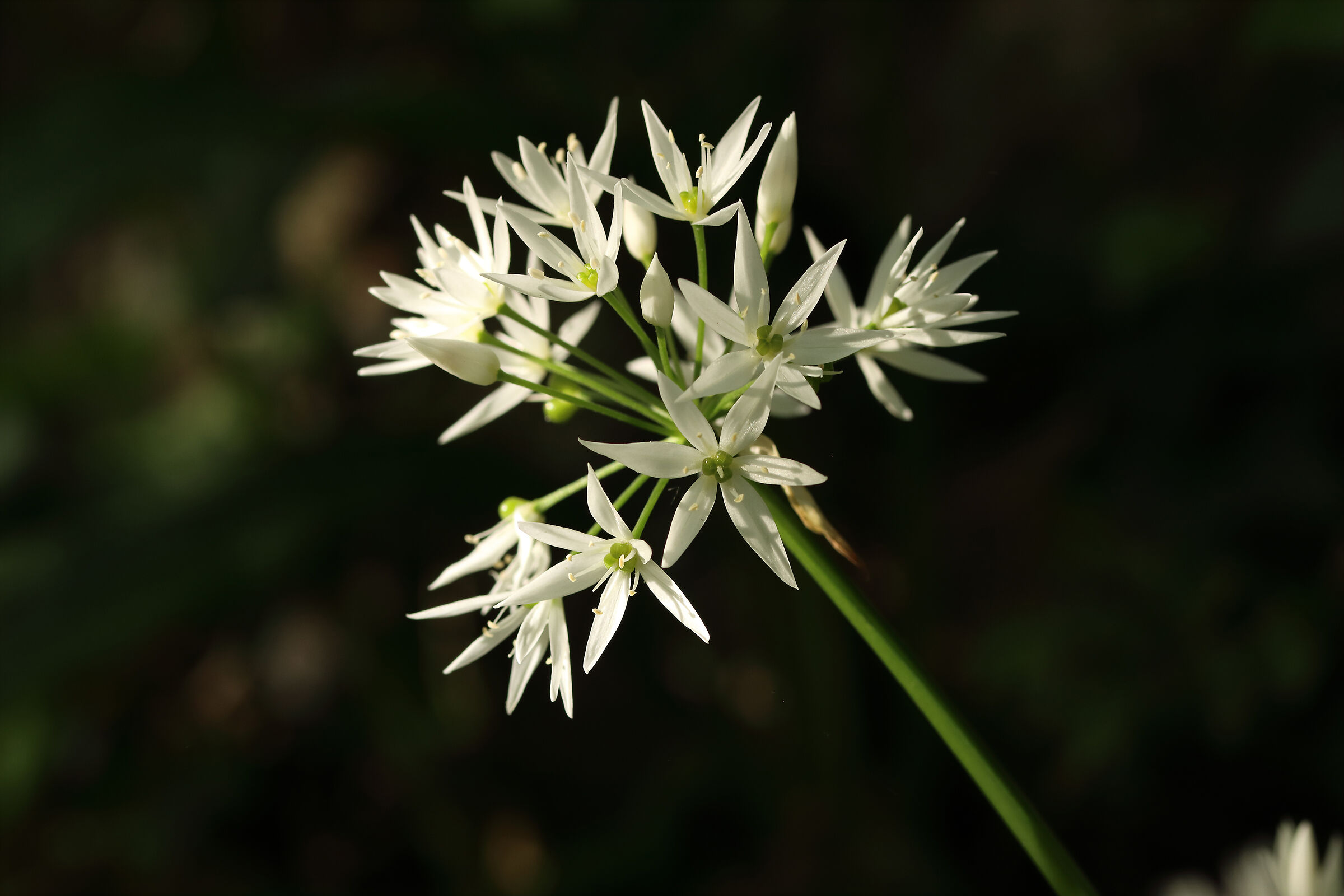 chives in bloom