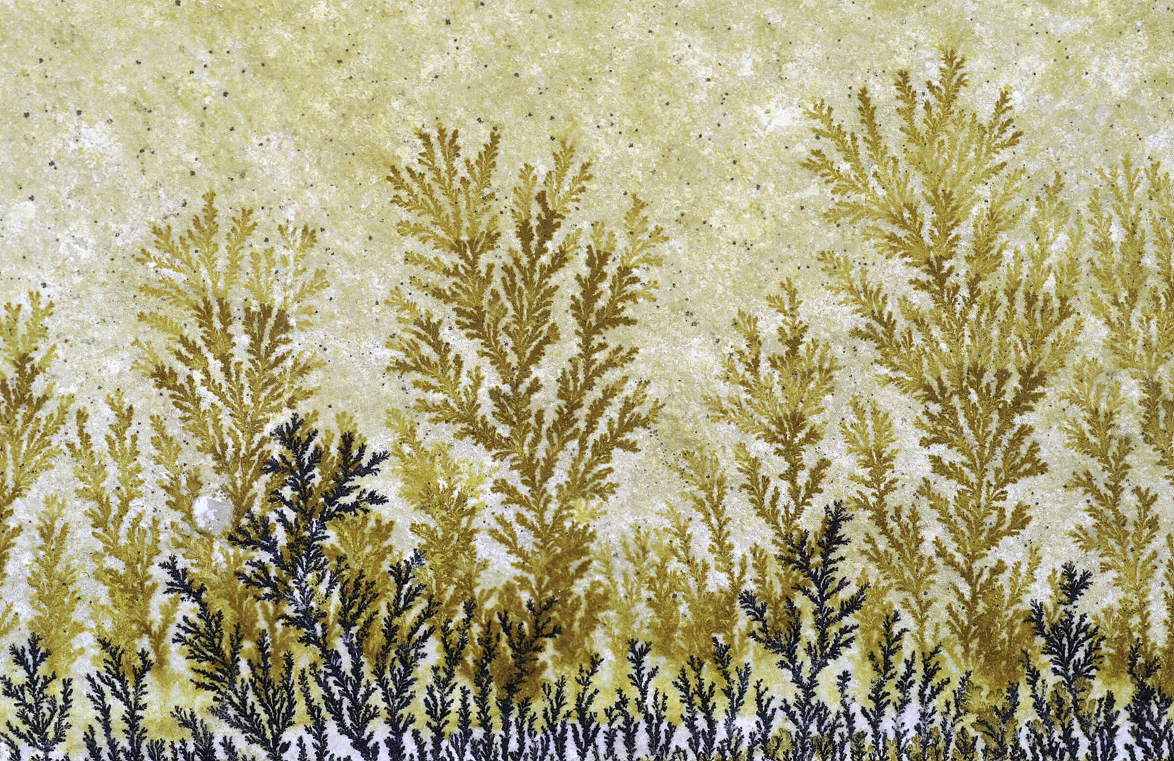 Dendrite on calcarenite