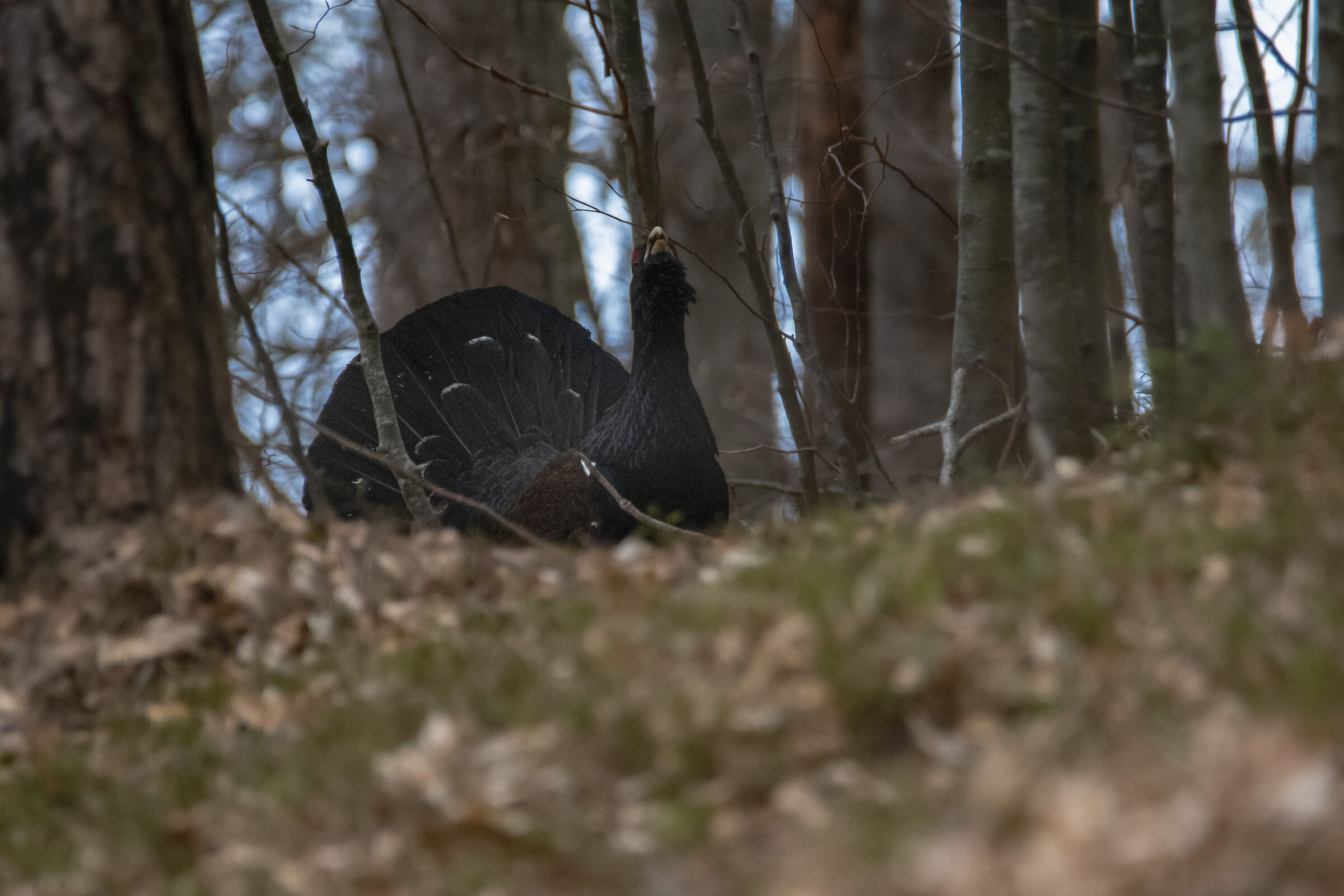 Gallo cedrone
