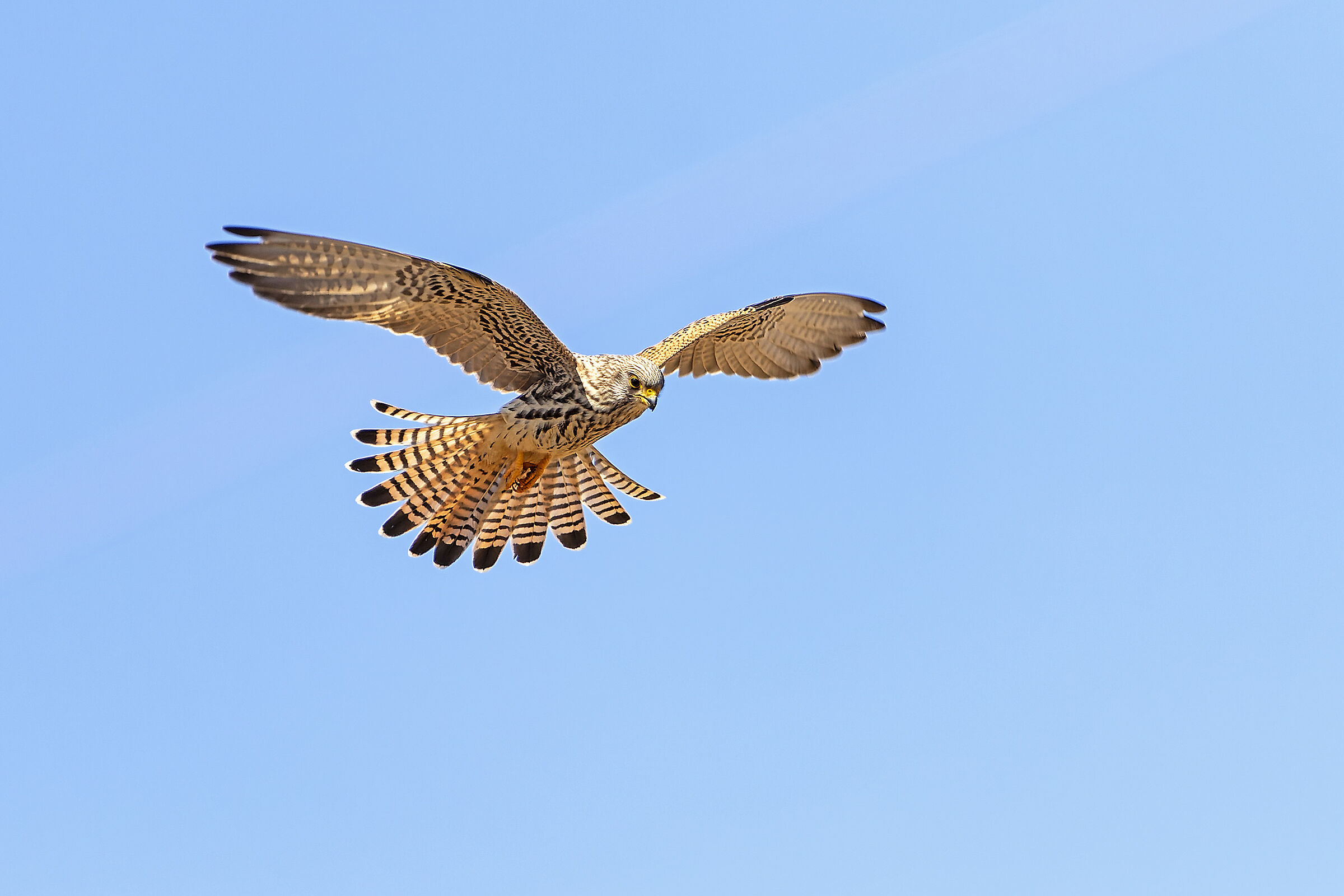 Kestrel