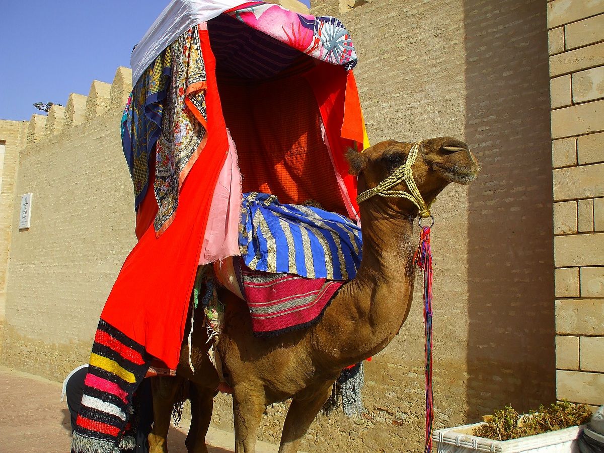 Economical transportation cammelliero-Tunisia