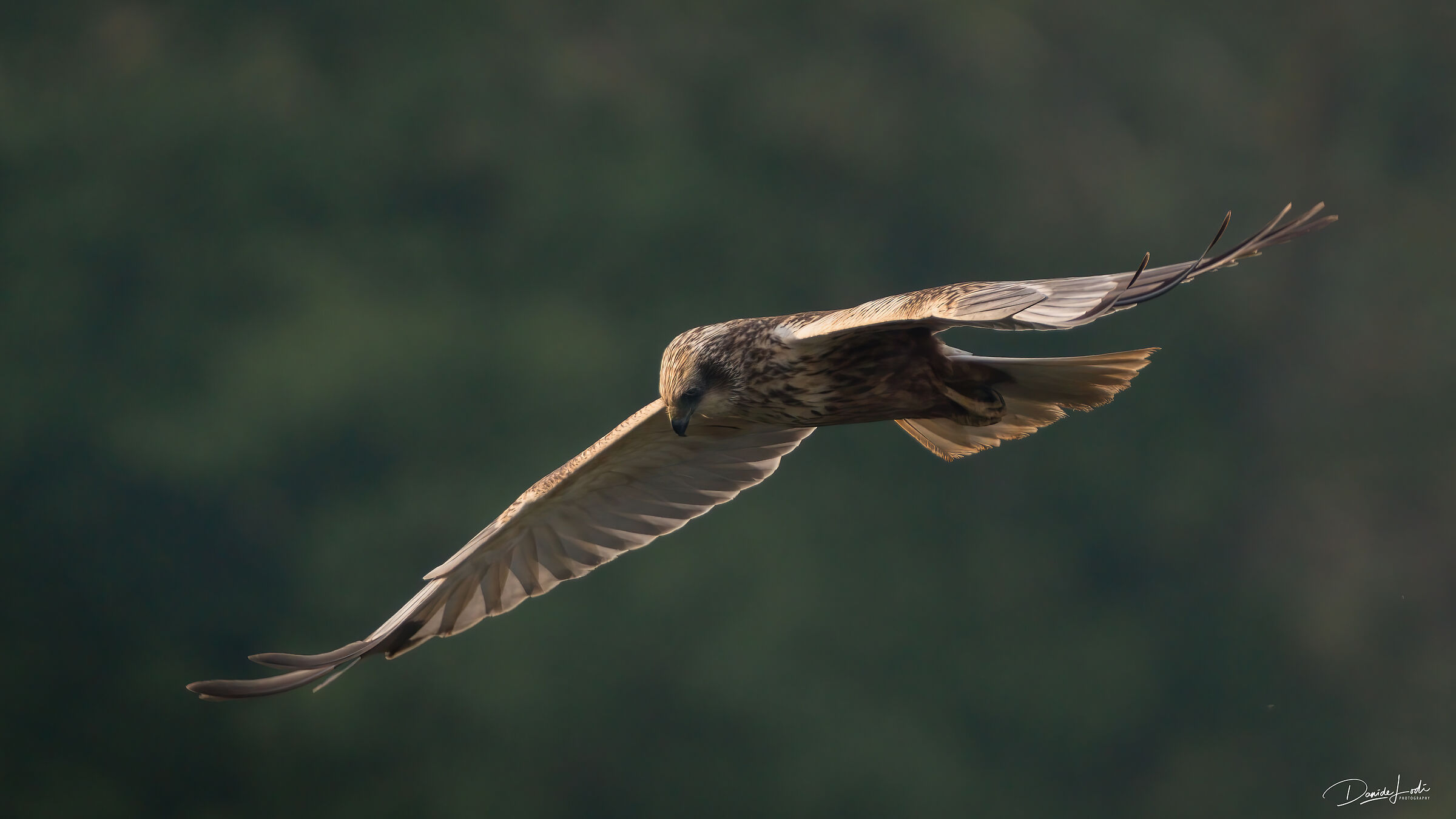Marsh Harrier
