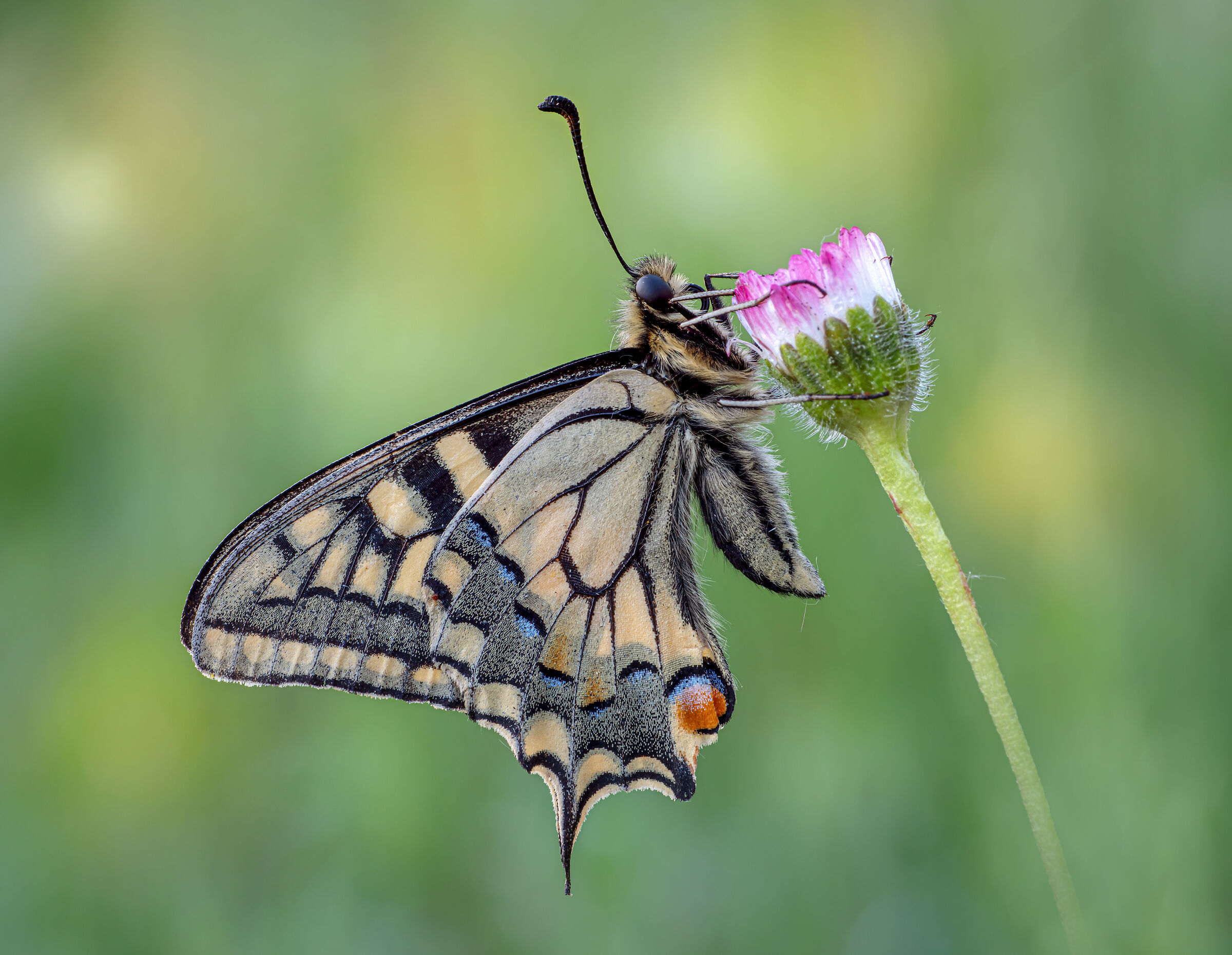 Papilio machaon (Linaneus, 1758)