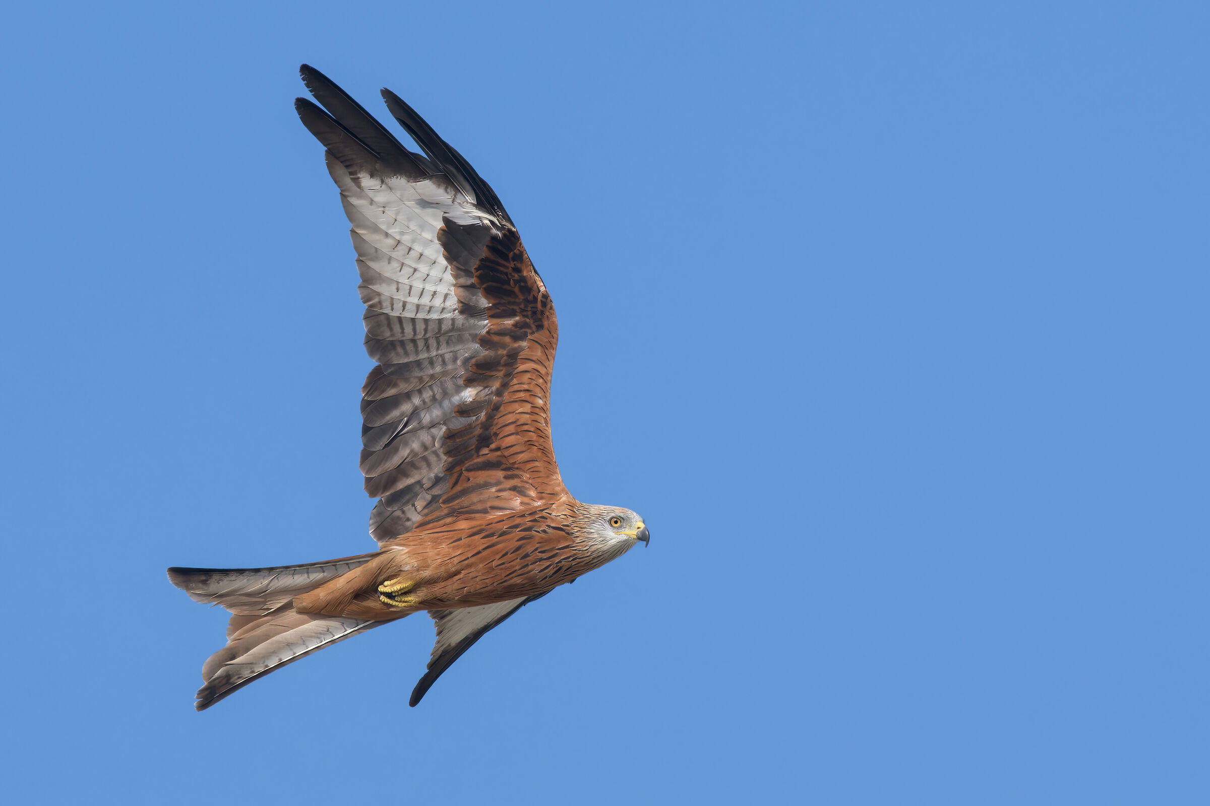 Red Kite (Milvus milvus)