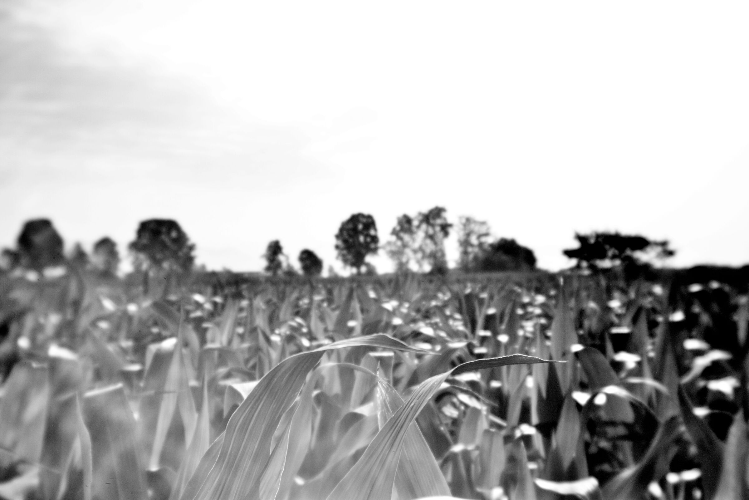 La polenta sta arrivando.