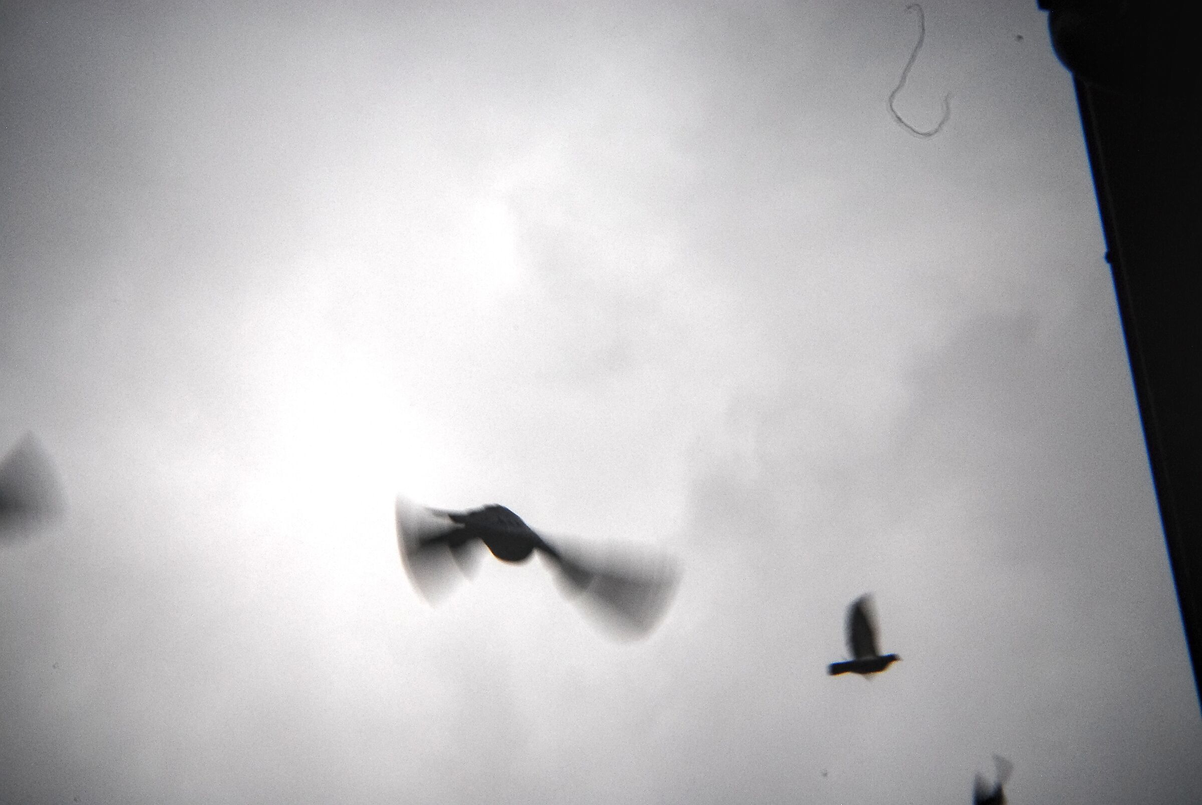 Fuga di piccioni, con pelo sul sensore (messo apposta).