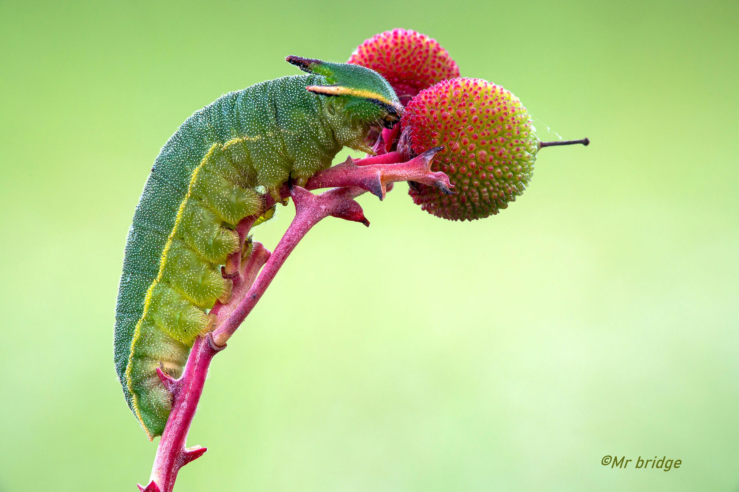strawberry tree caterpillar