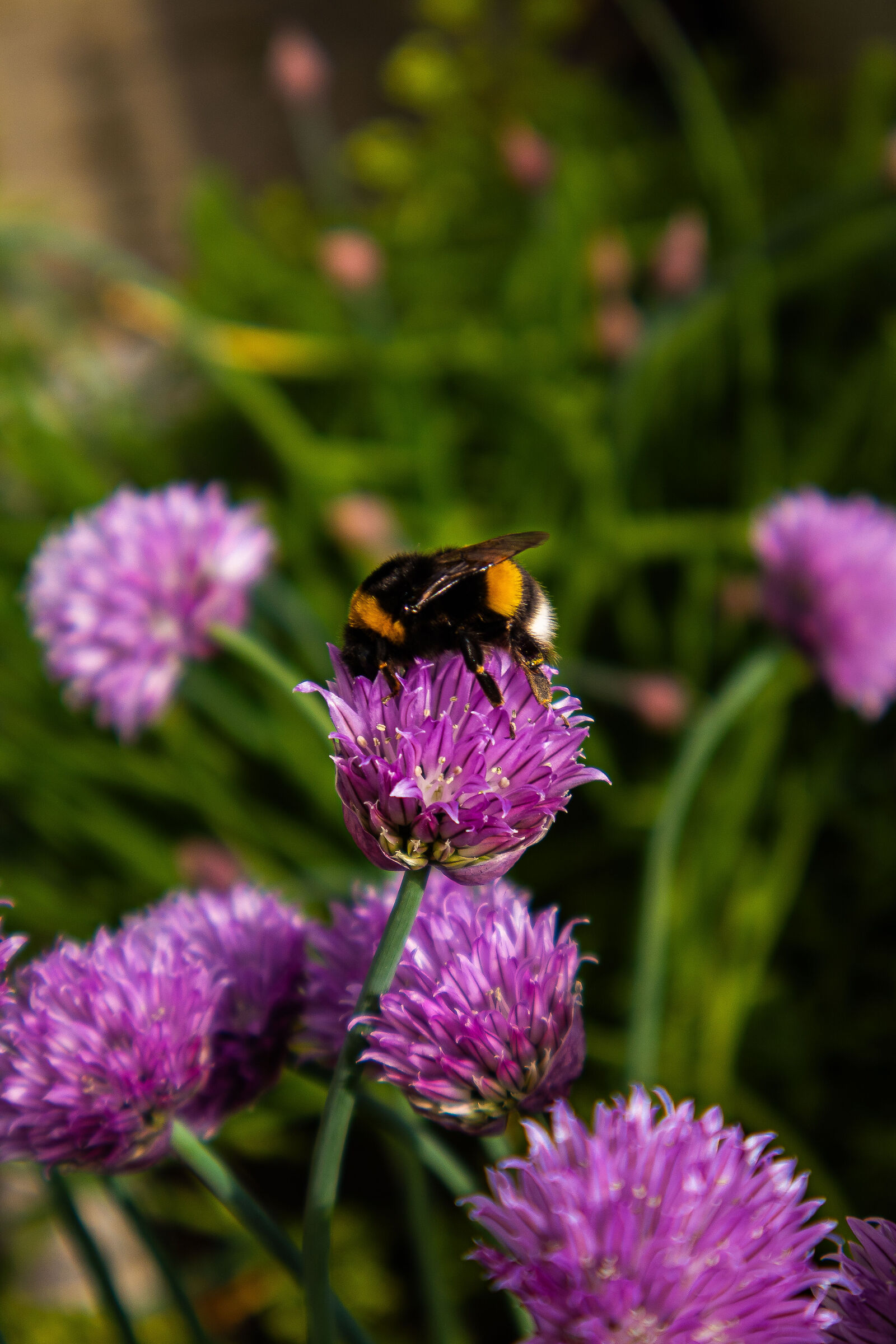 Bumblebee