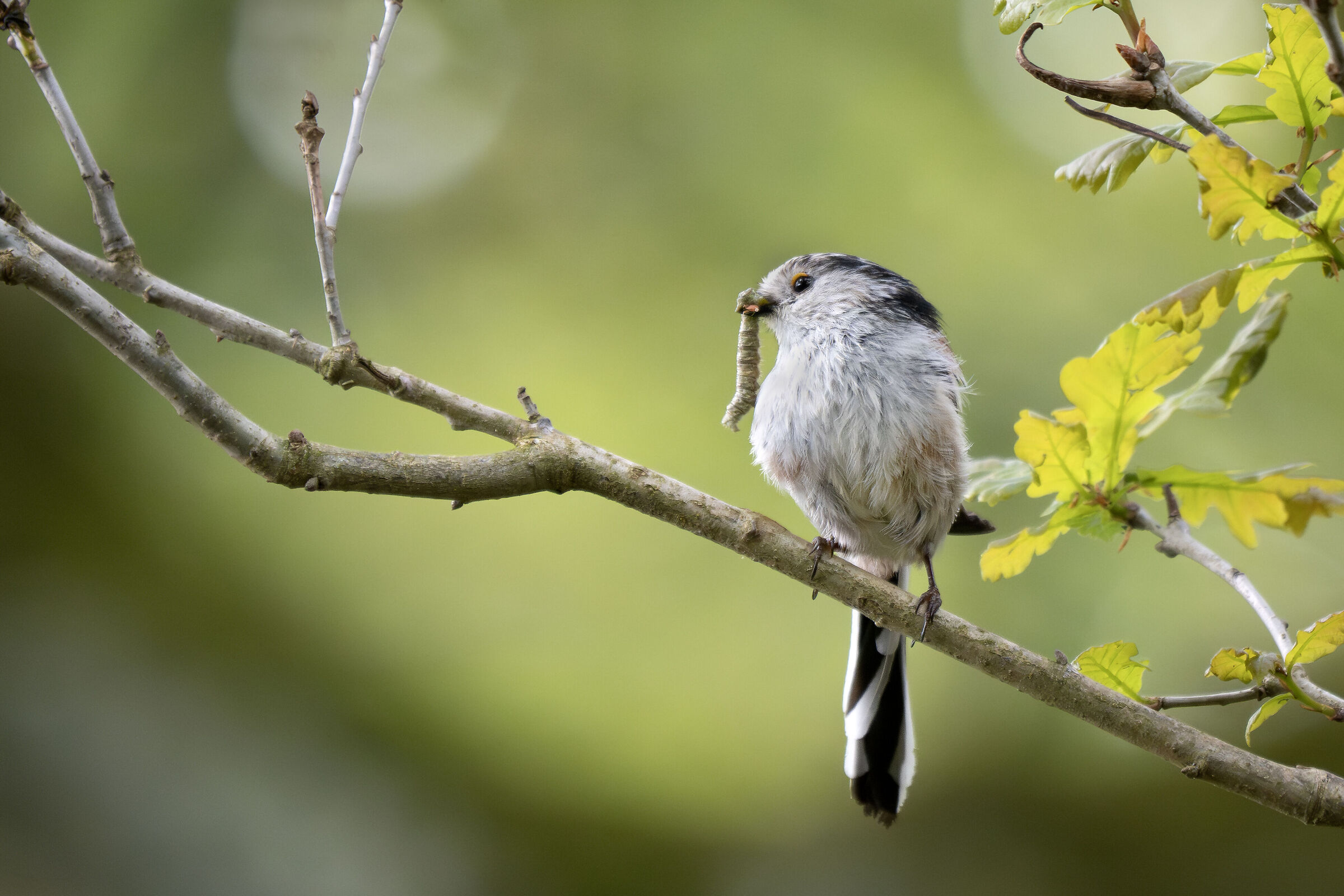 Aegithalos caudatus