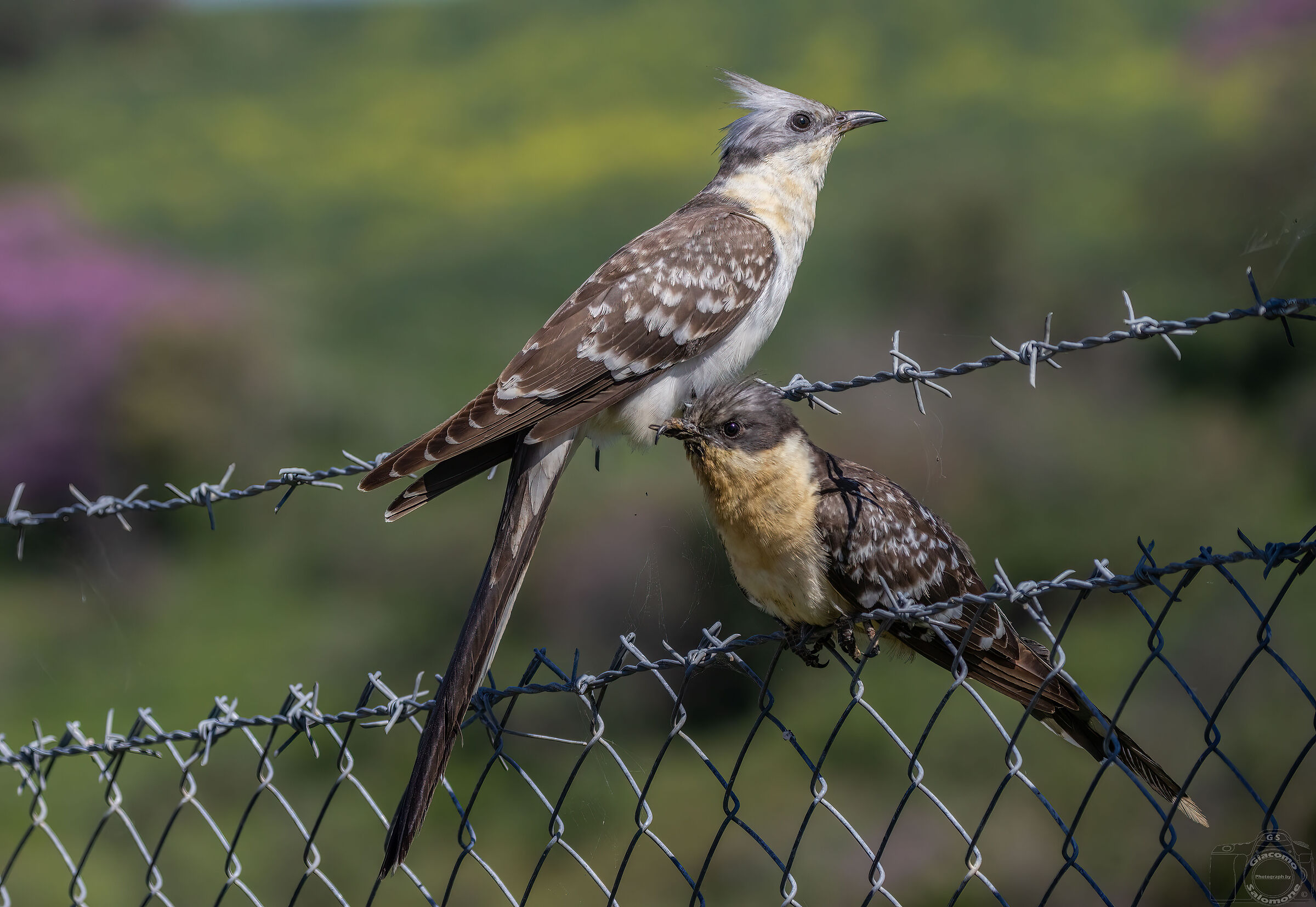 Tufted cuckoo, the couple.