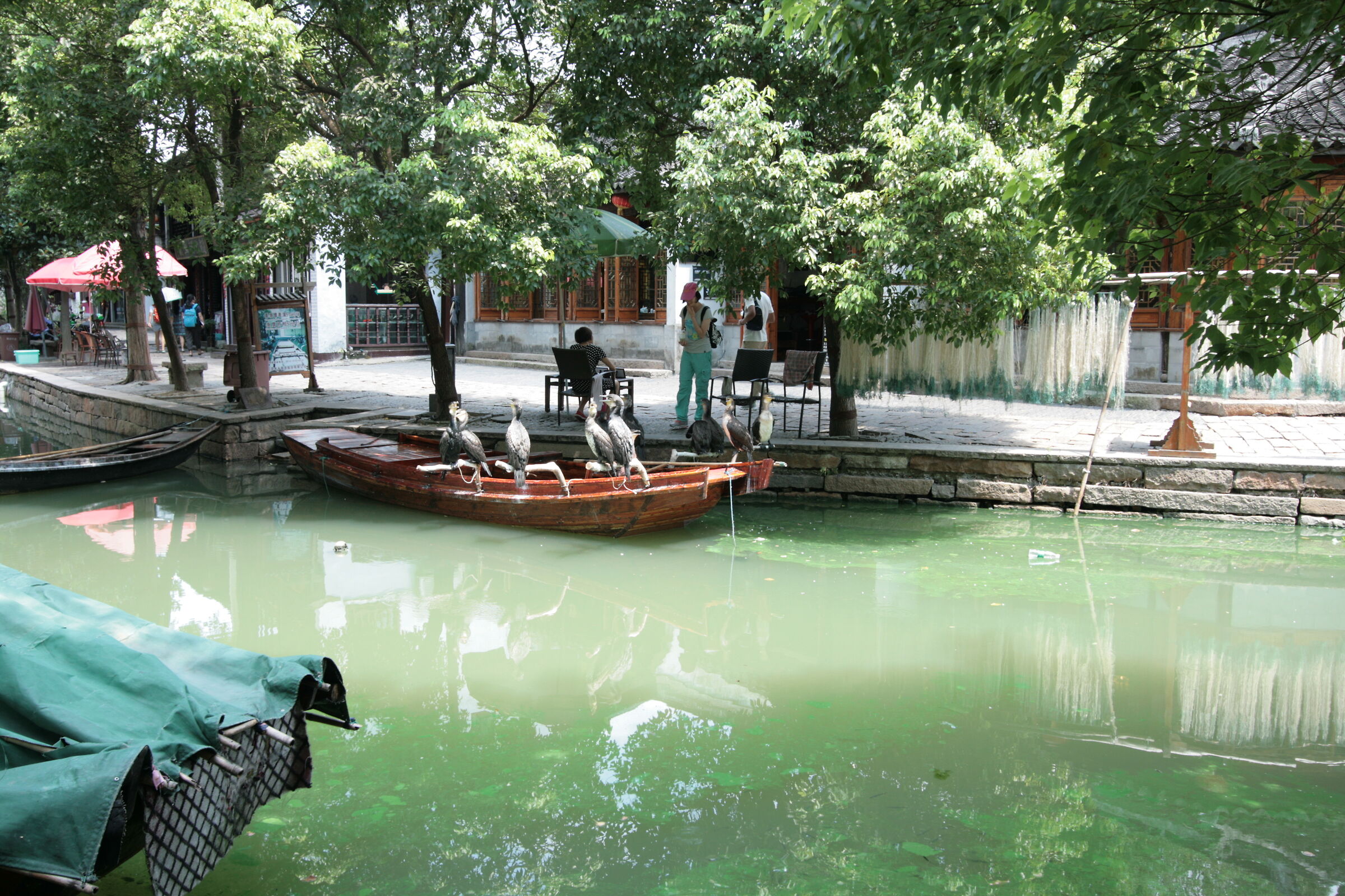Zhouzhuang Water Town, cormorani in attesa dei turisti