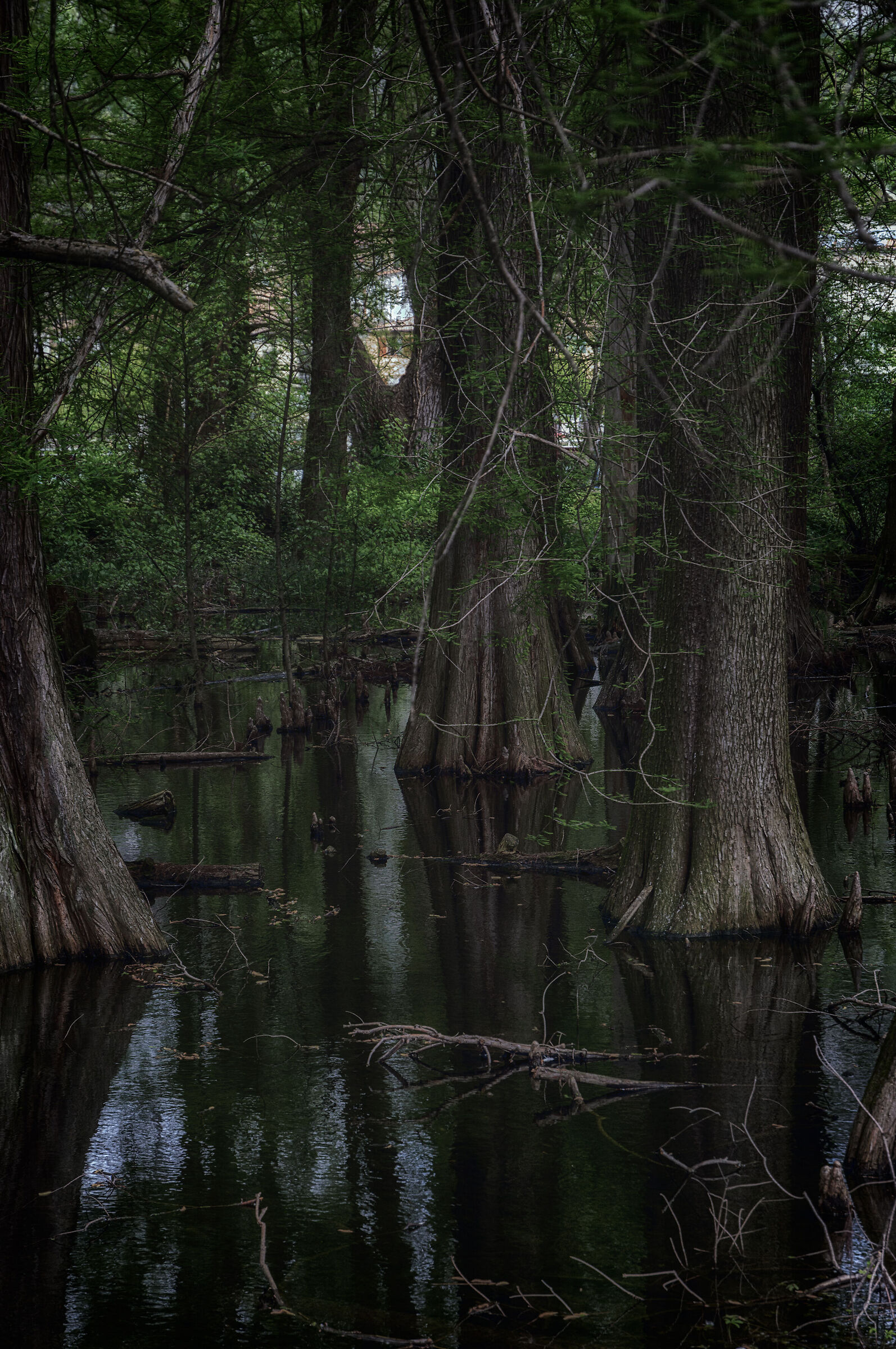 In the shade of spring