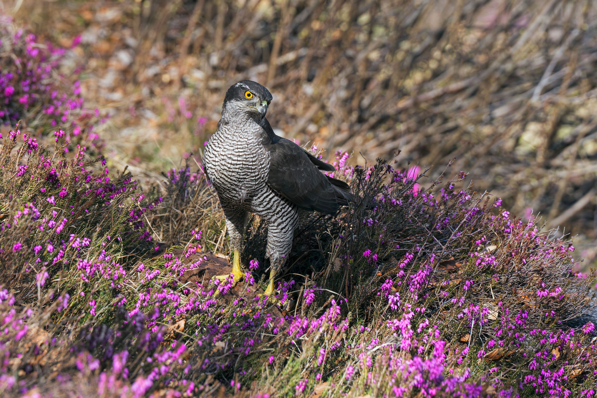 Goshawk