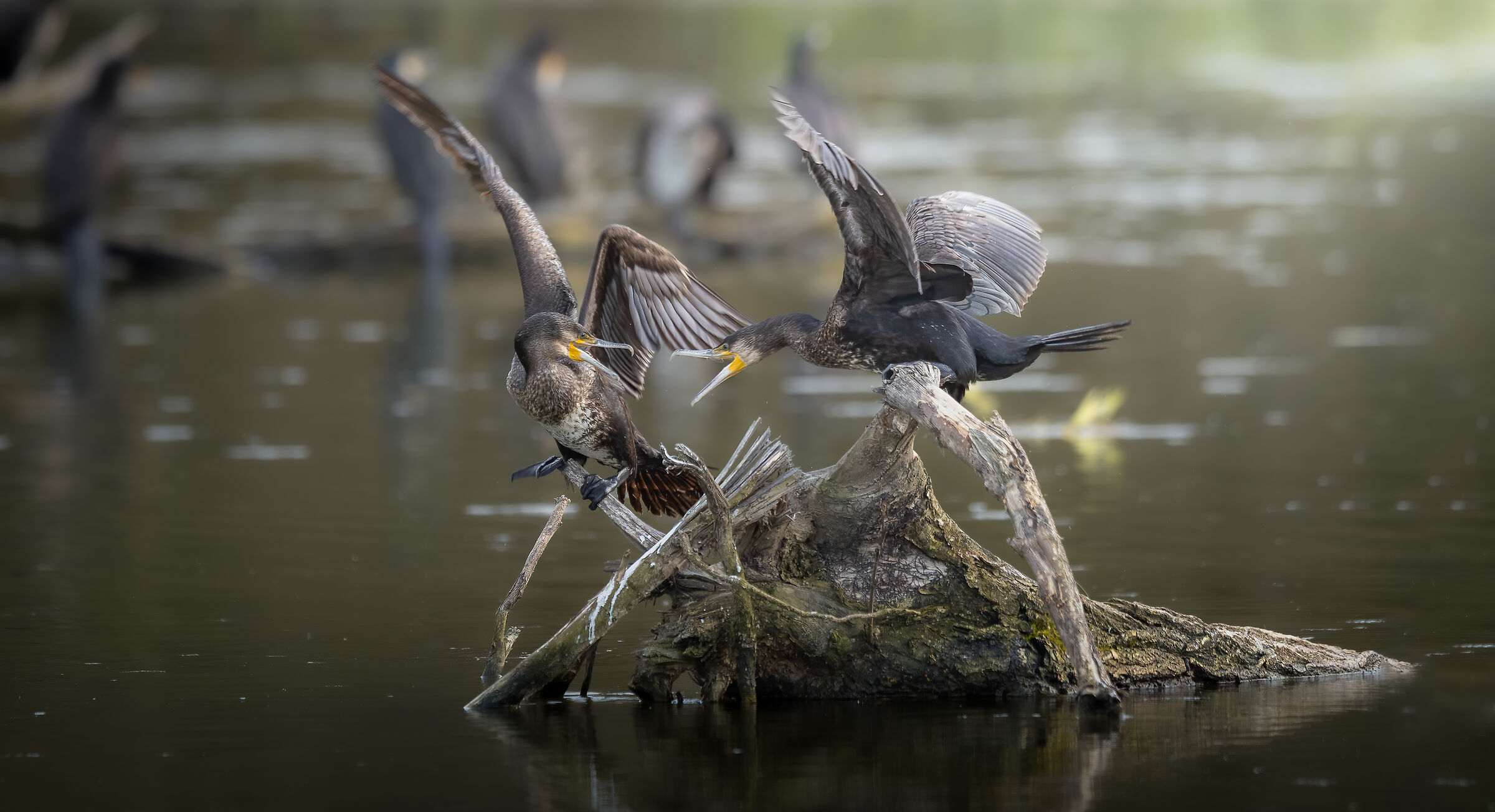 Lotta per il dominio