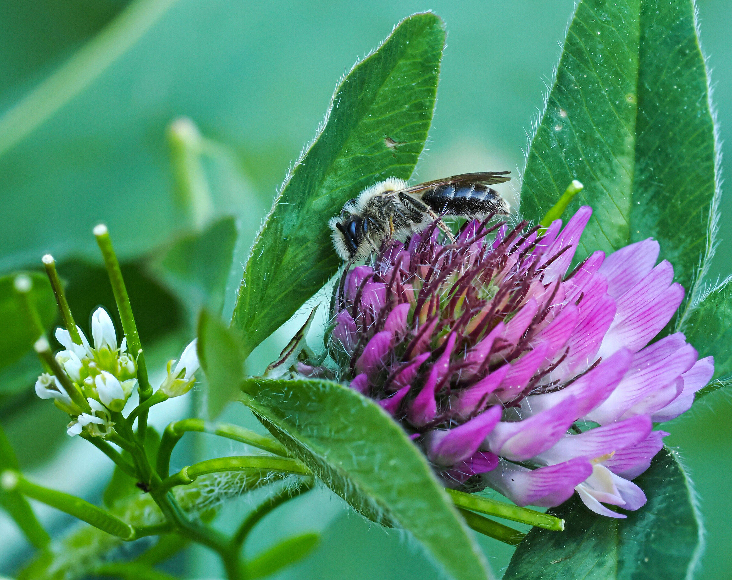 Macro