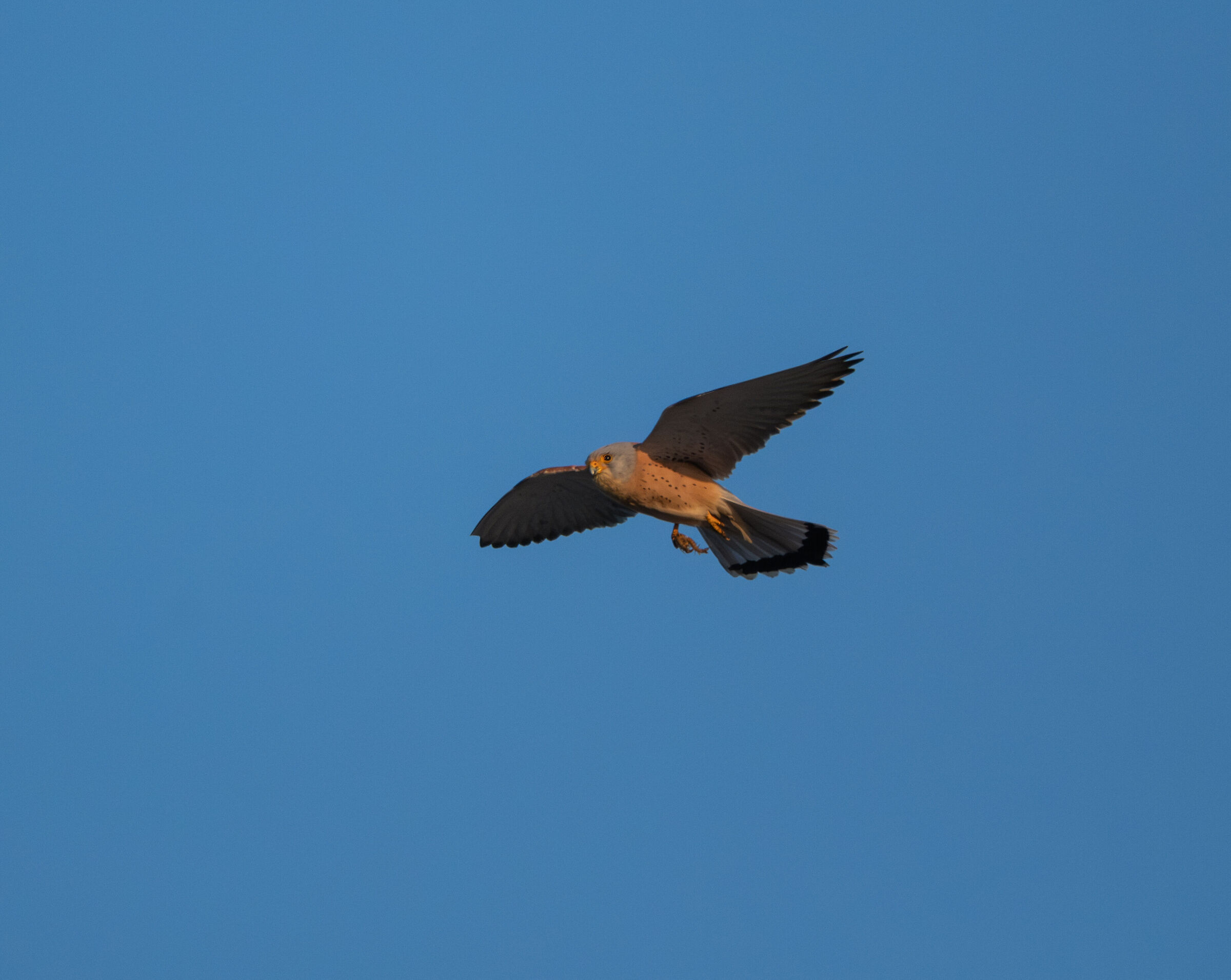 Lesser Kestrel
