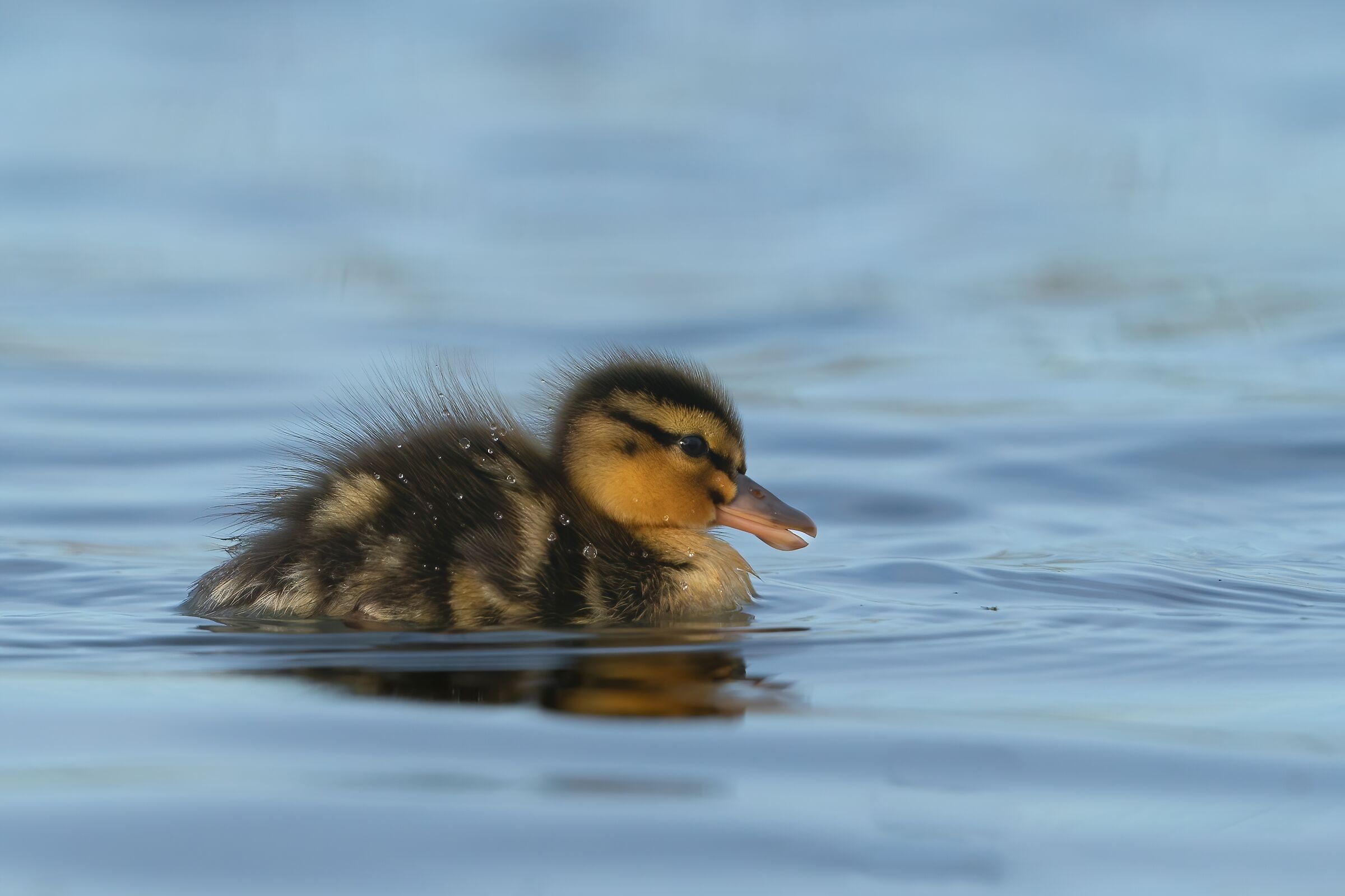 Irresistible tenderness