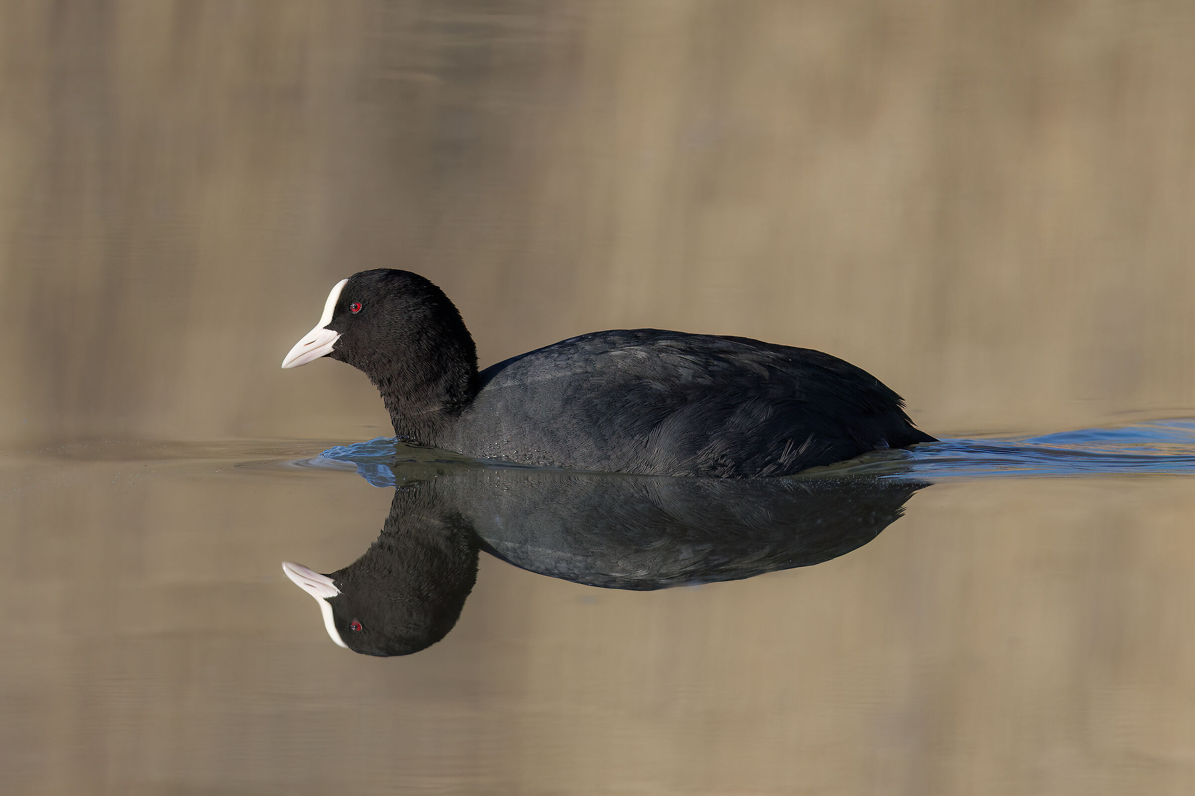 COOT