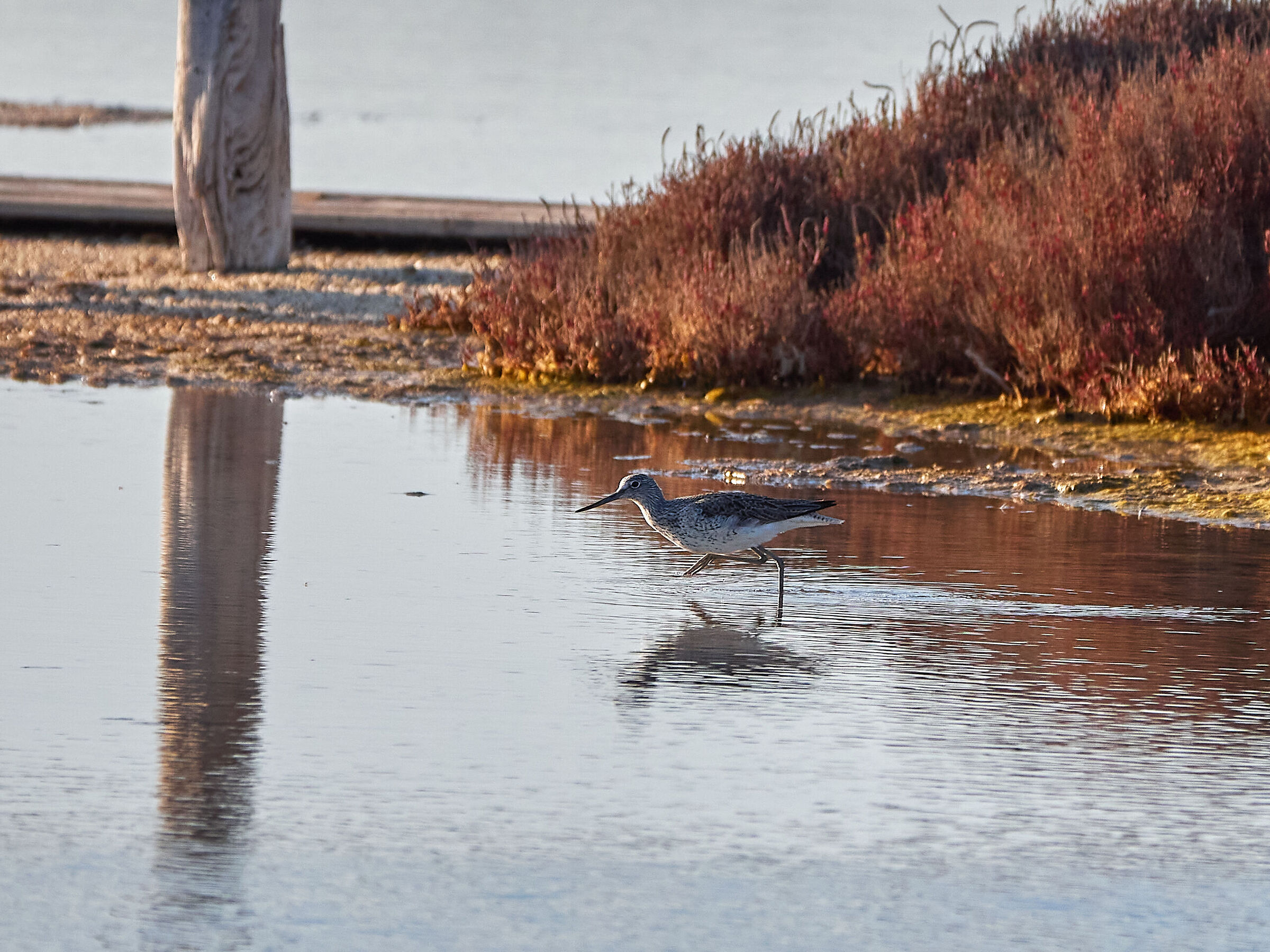 Totano zampegialle maggiore