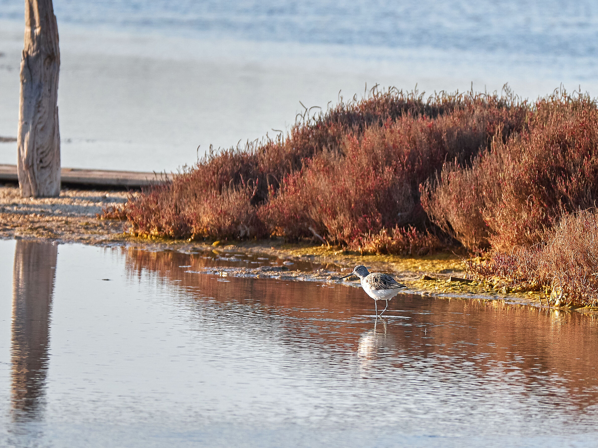 Totano zampegialle maggiore