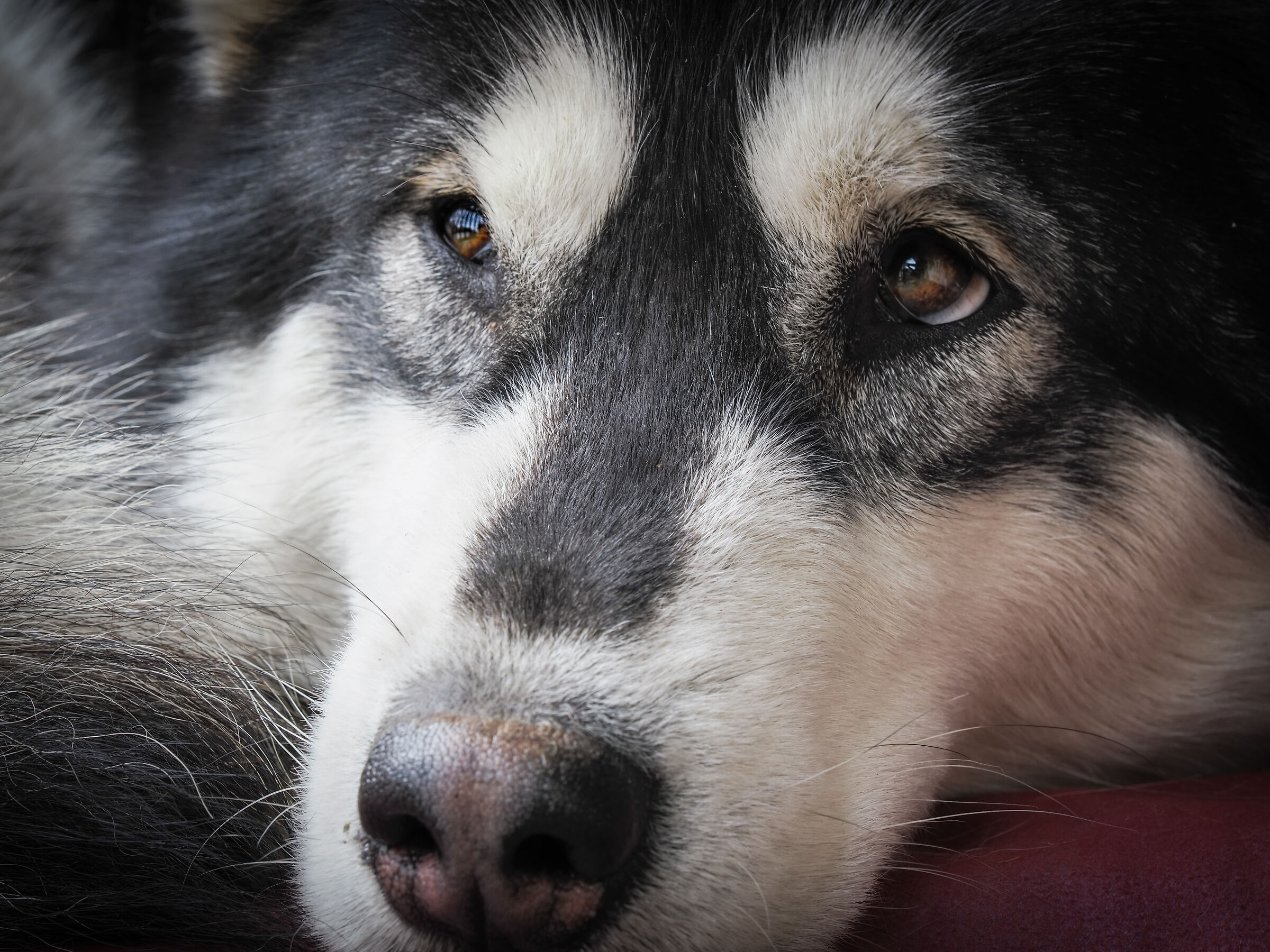 Nina - Alaskan Malamute