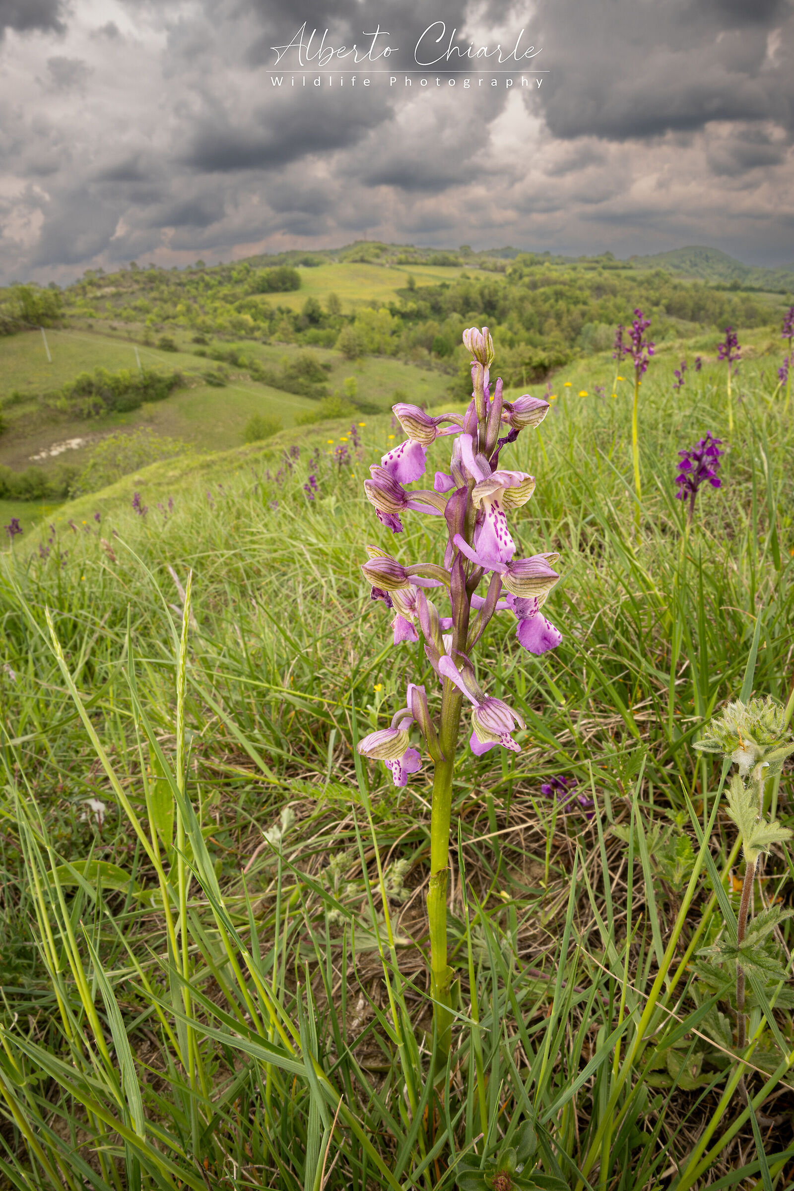 Anacamptis morio