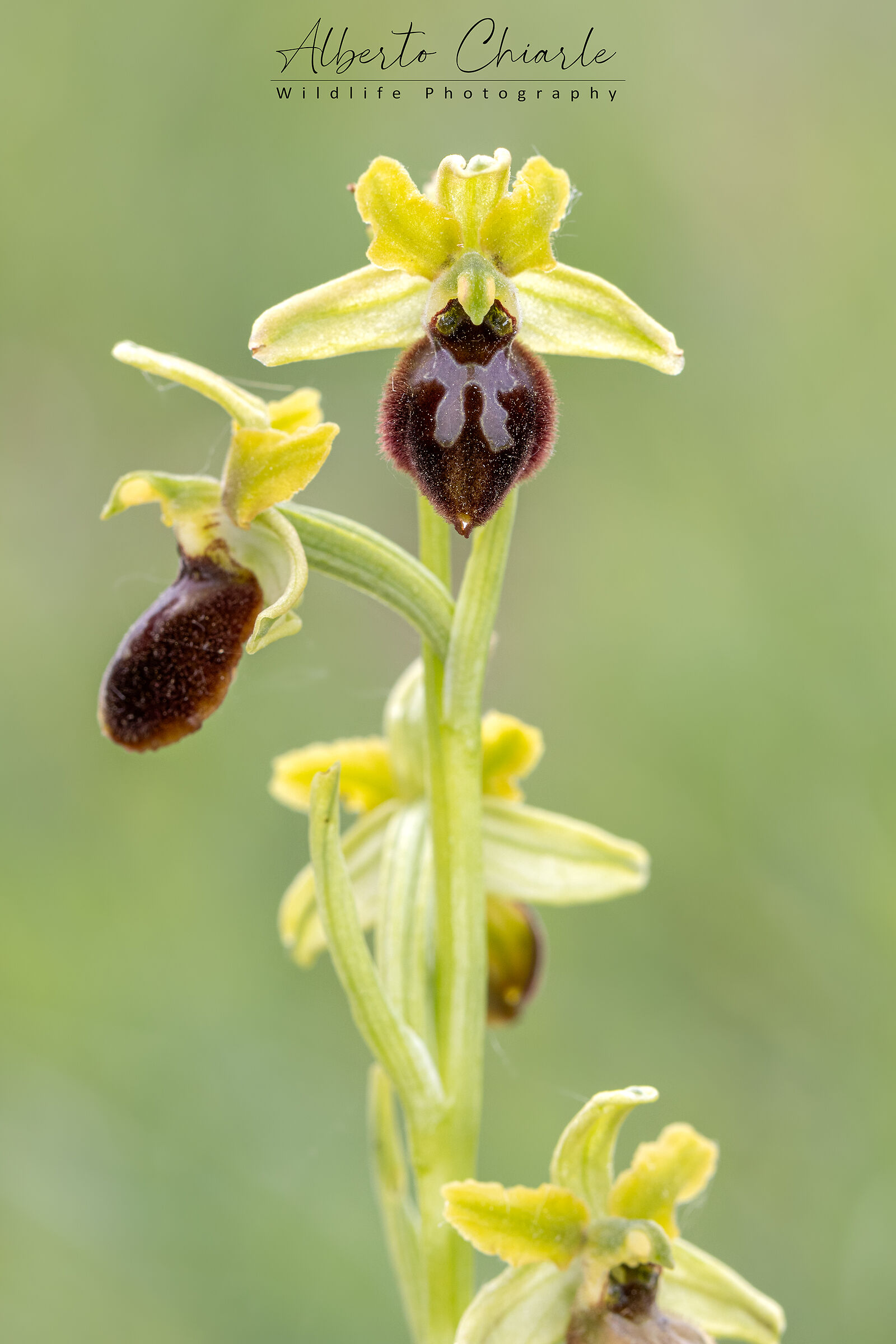 Ophrys