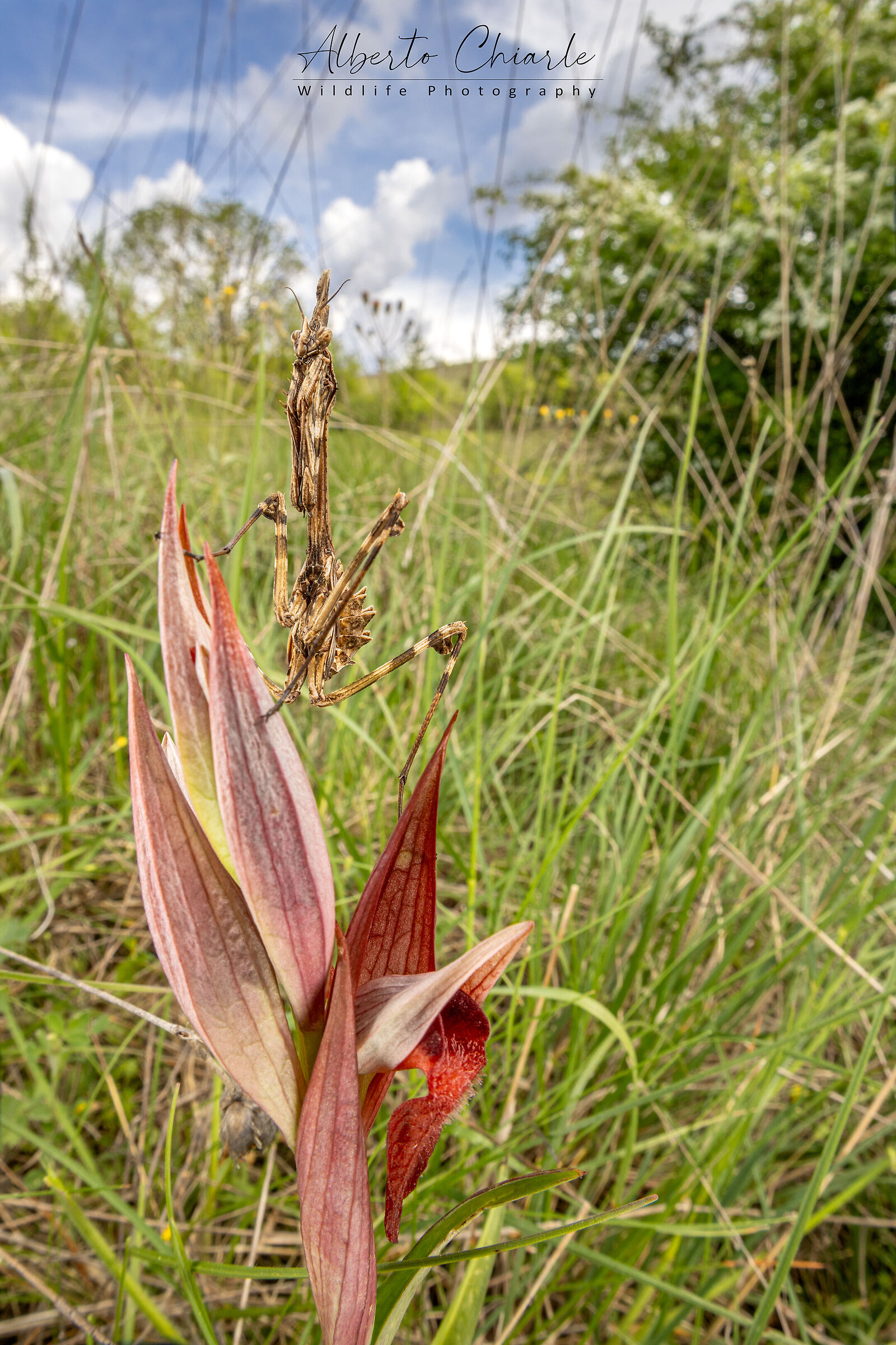 Empusa pennata su Serapias vomeracea