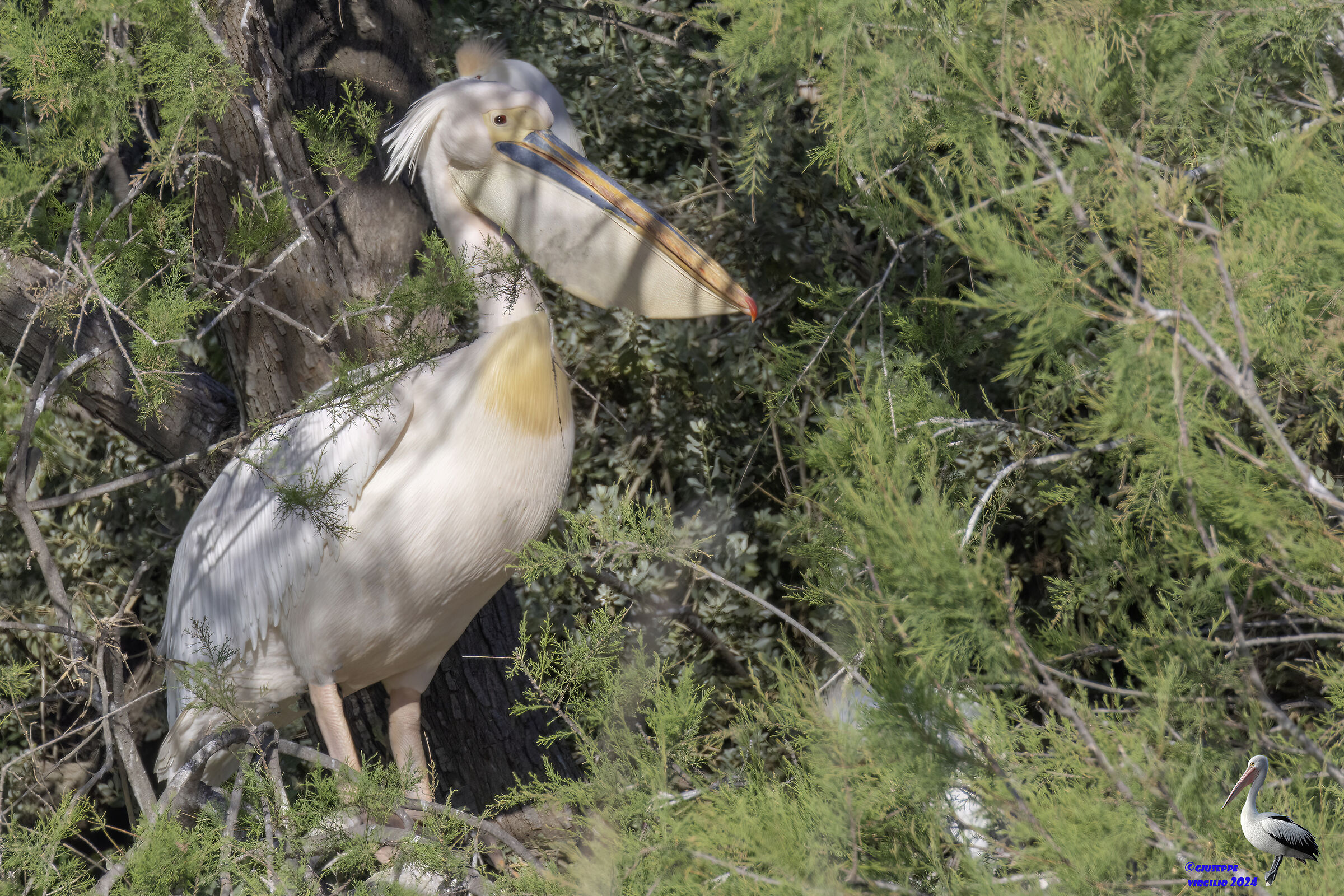 Common Pelican (Sardinia 2024)