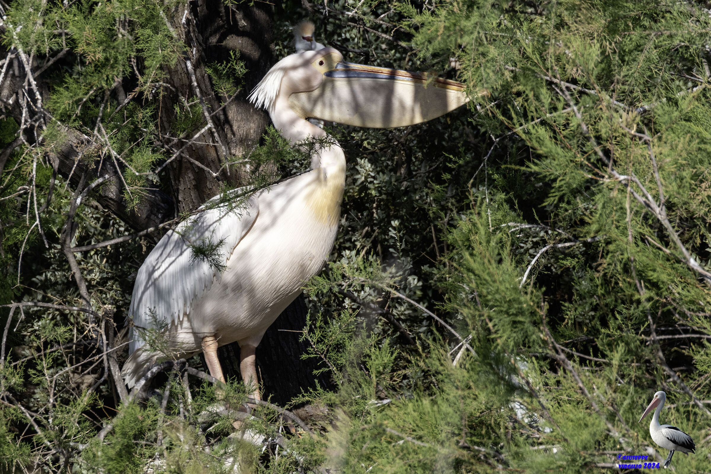 Common Pelican (Sardinia 2024)