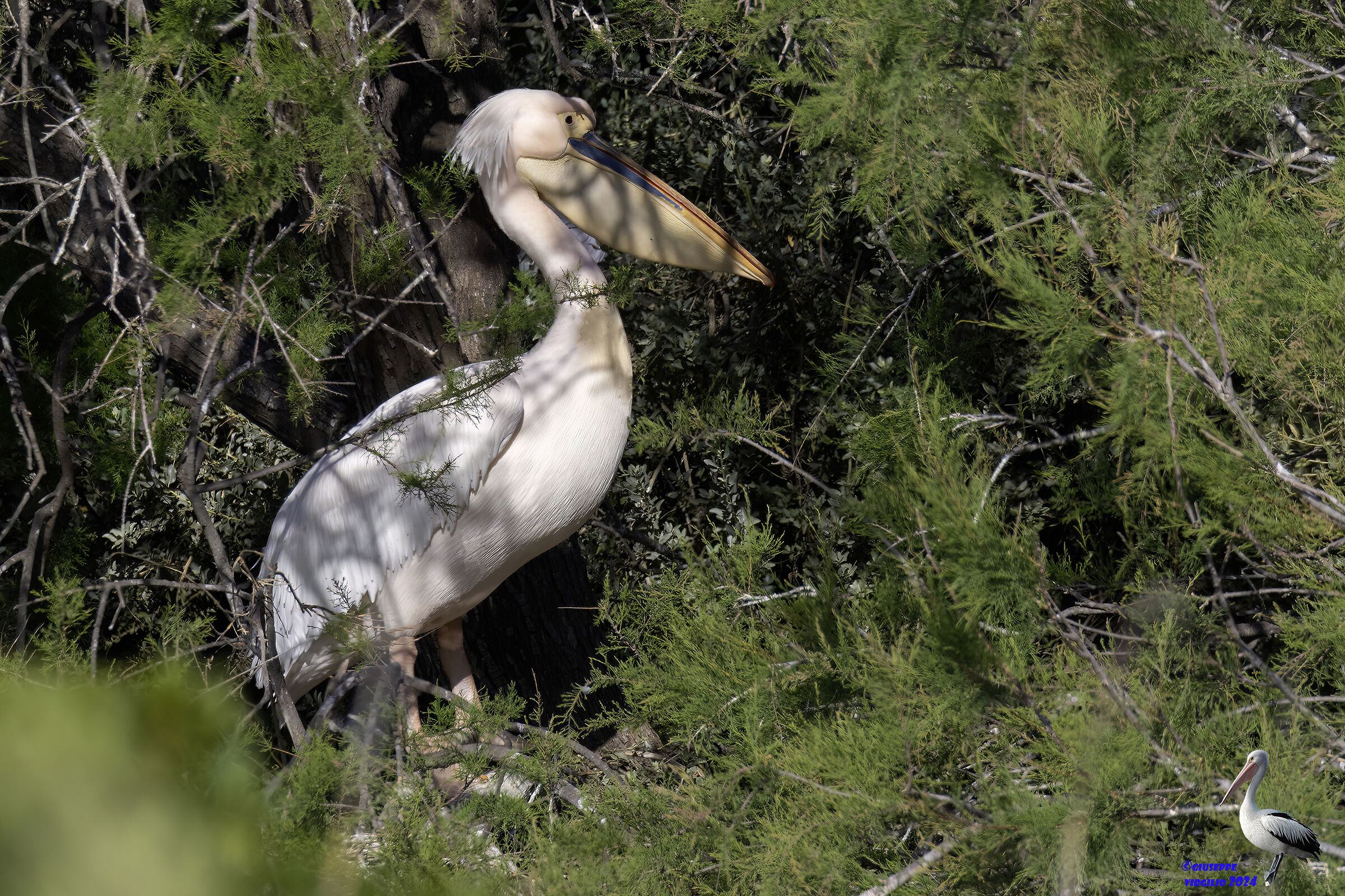 Common Pelican (Sardinia 2024)