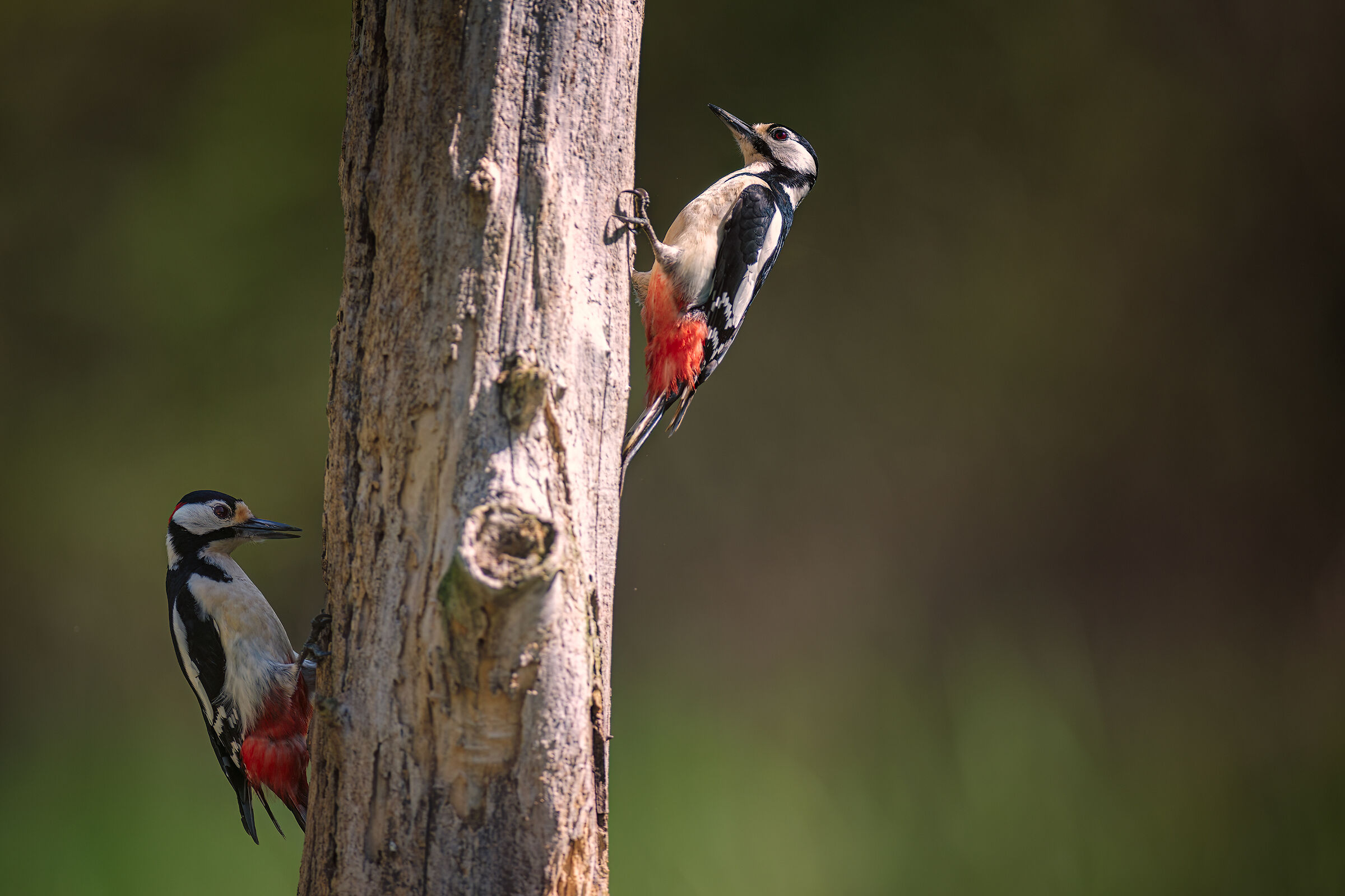 Coppia Picchi_AZ82462