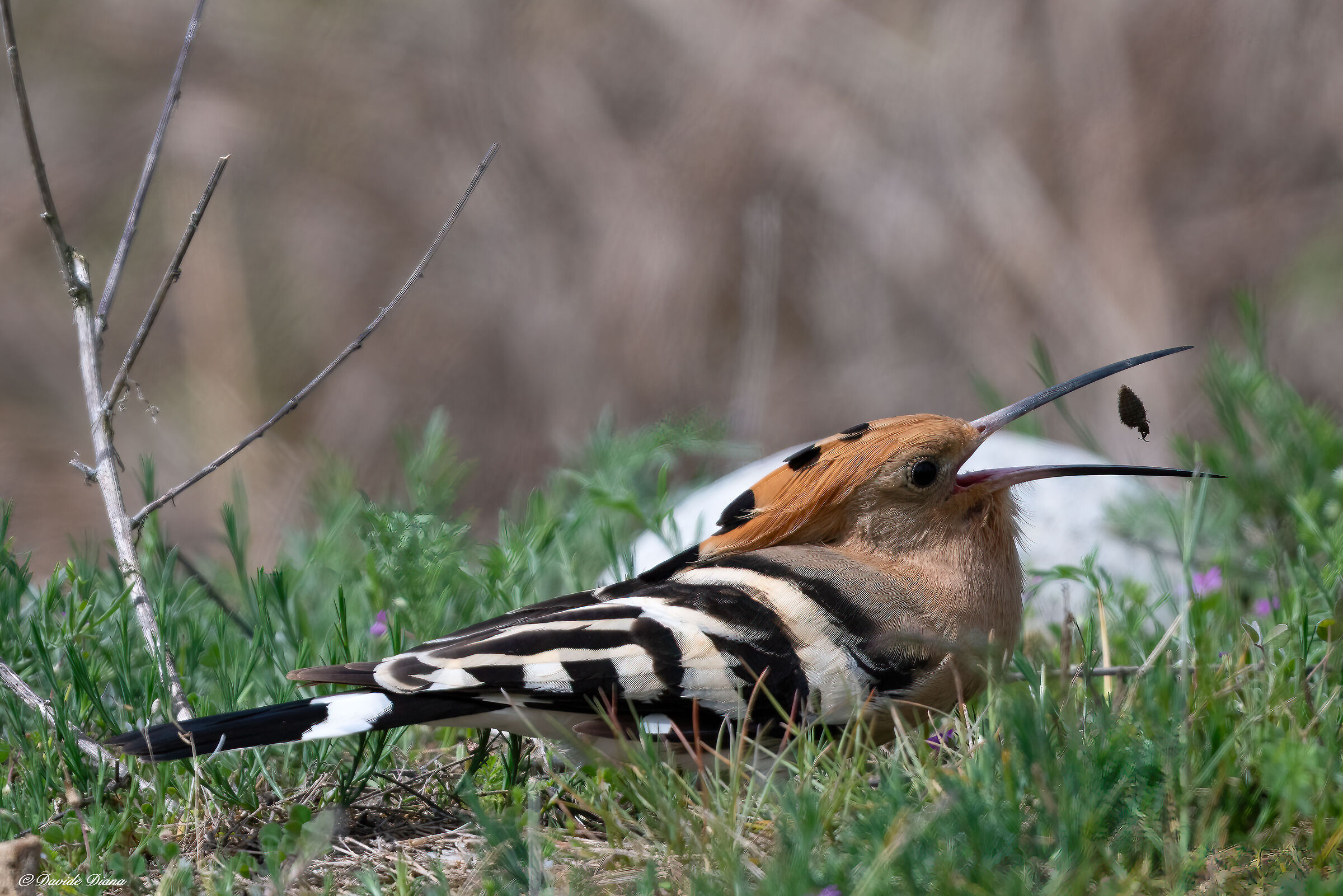 Hoopoe
