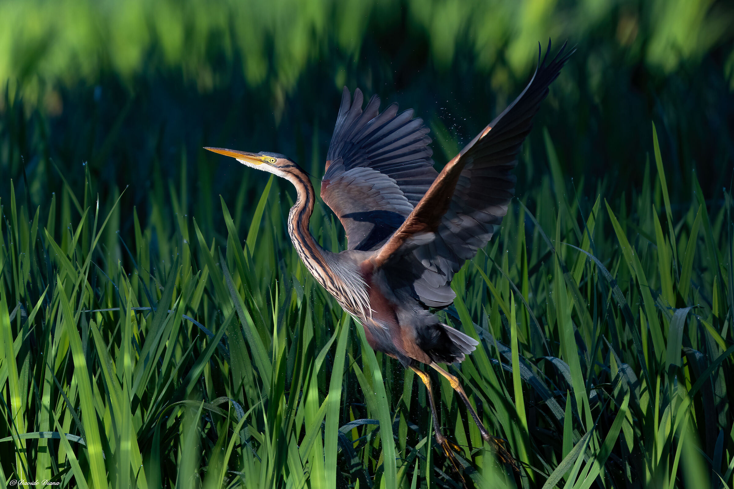 Purple heron