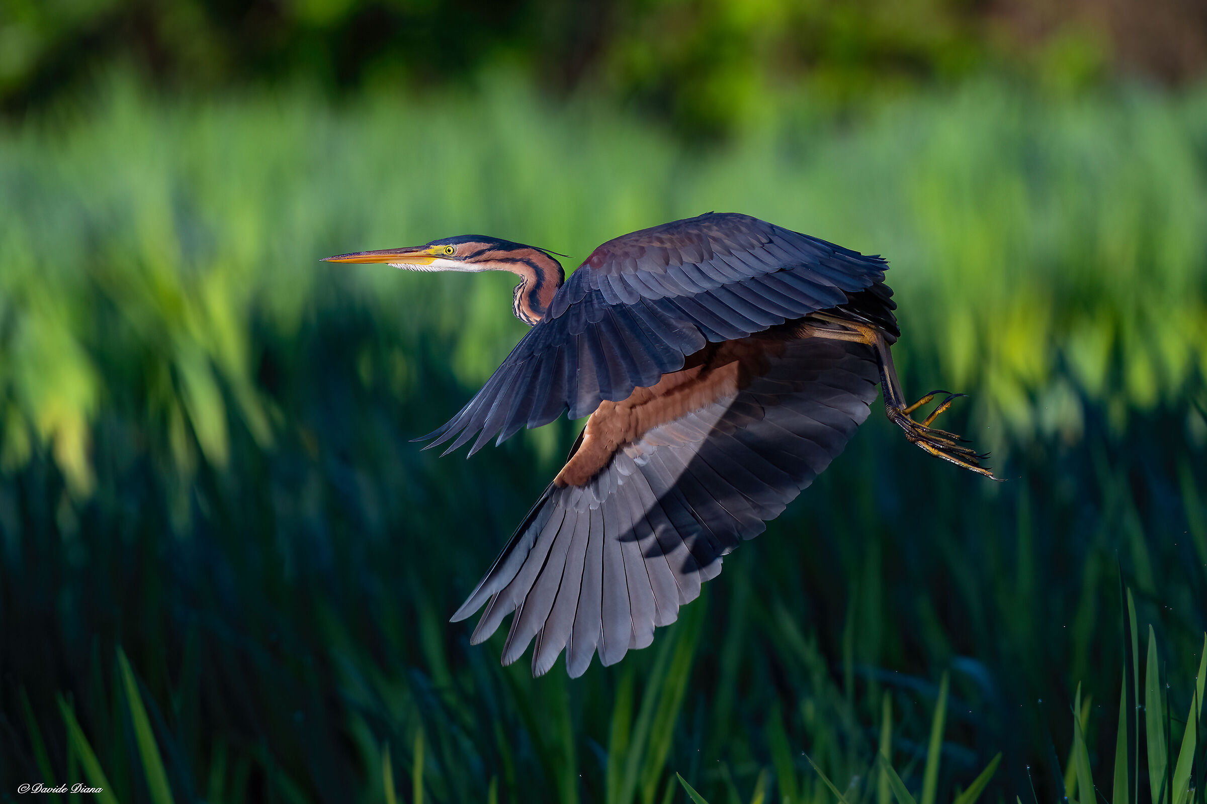 Purple heron