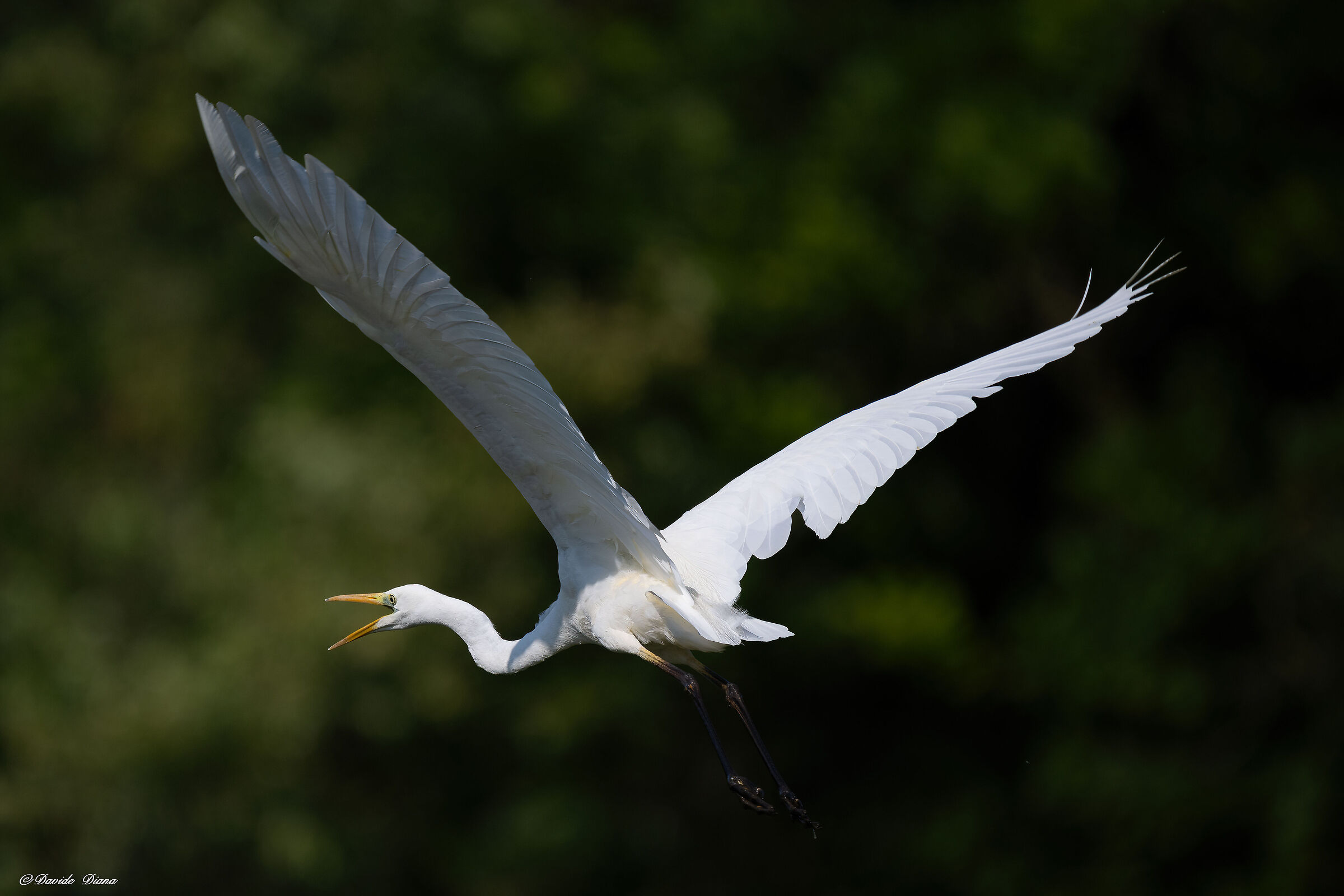 White Heron