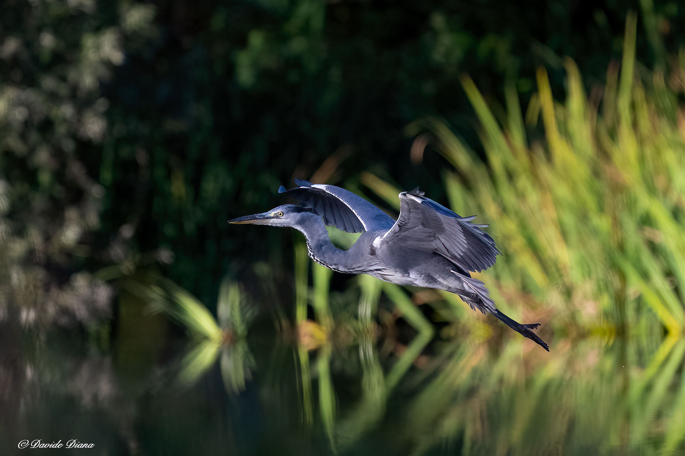 Grey heron