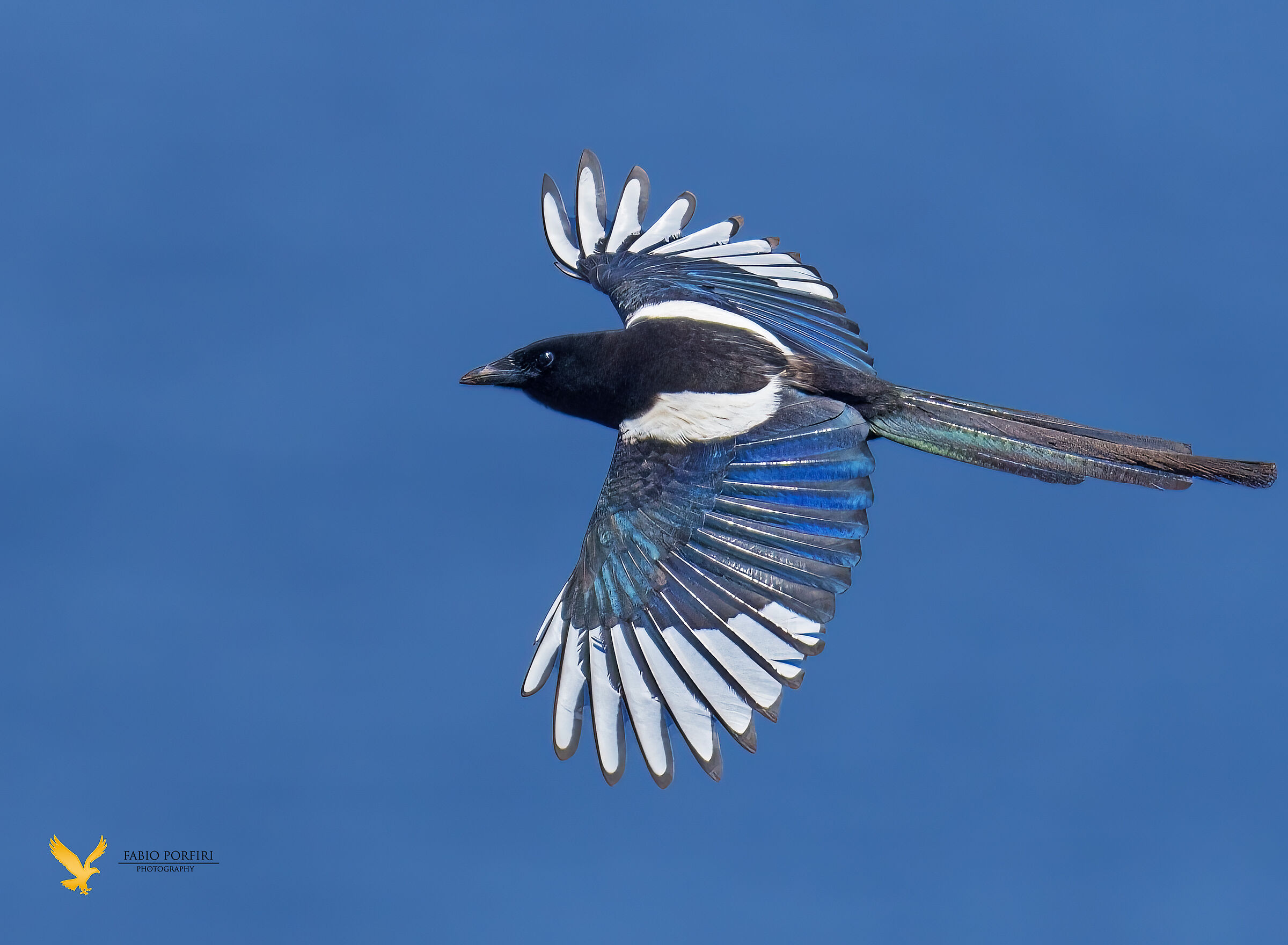 mentre aspetti la migrazione a capo d'otranto passa una