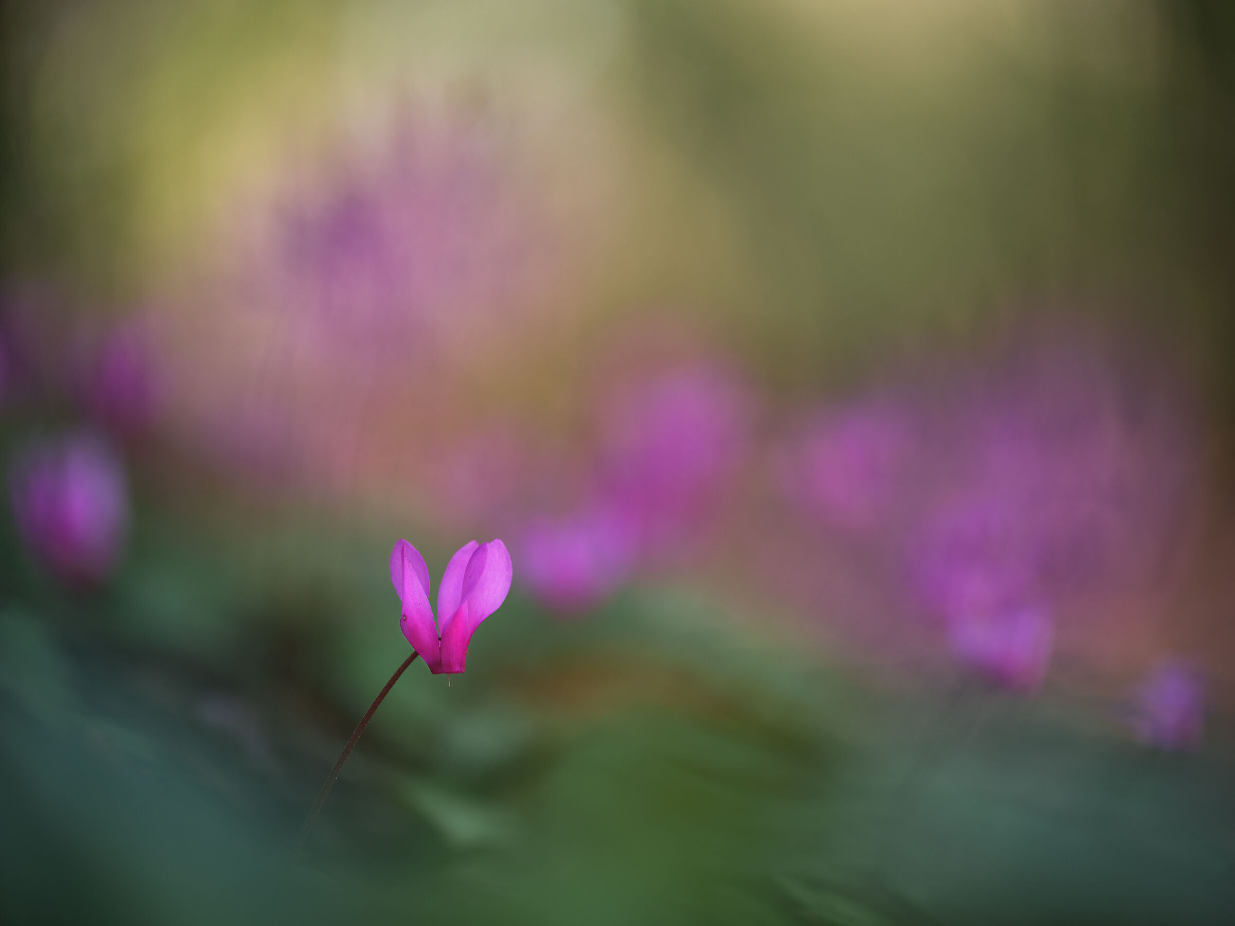 Ciclamino primaverile