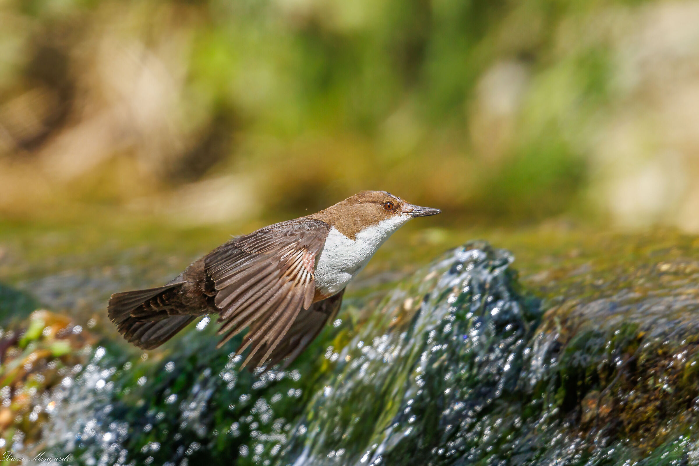 Dipper flying over waterfall