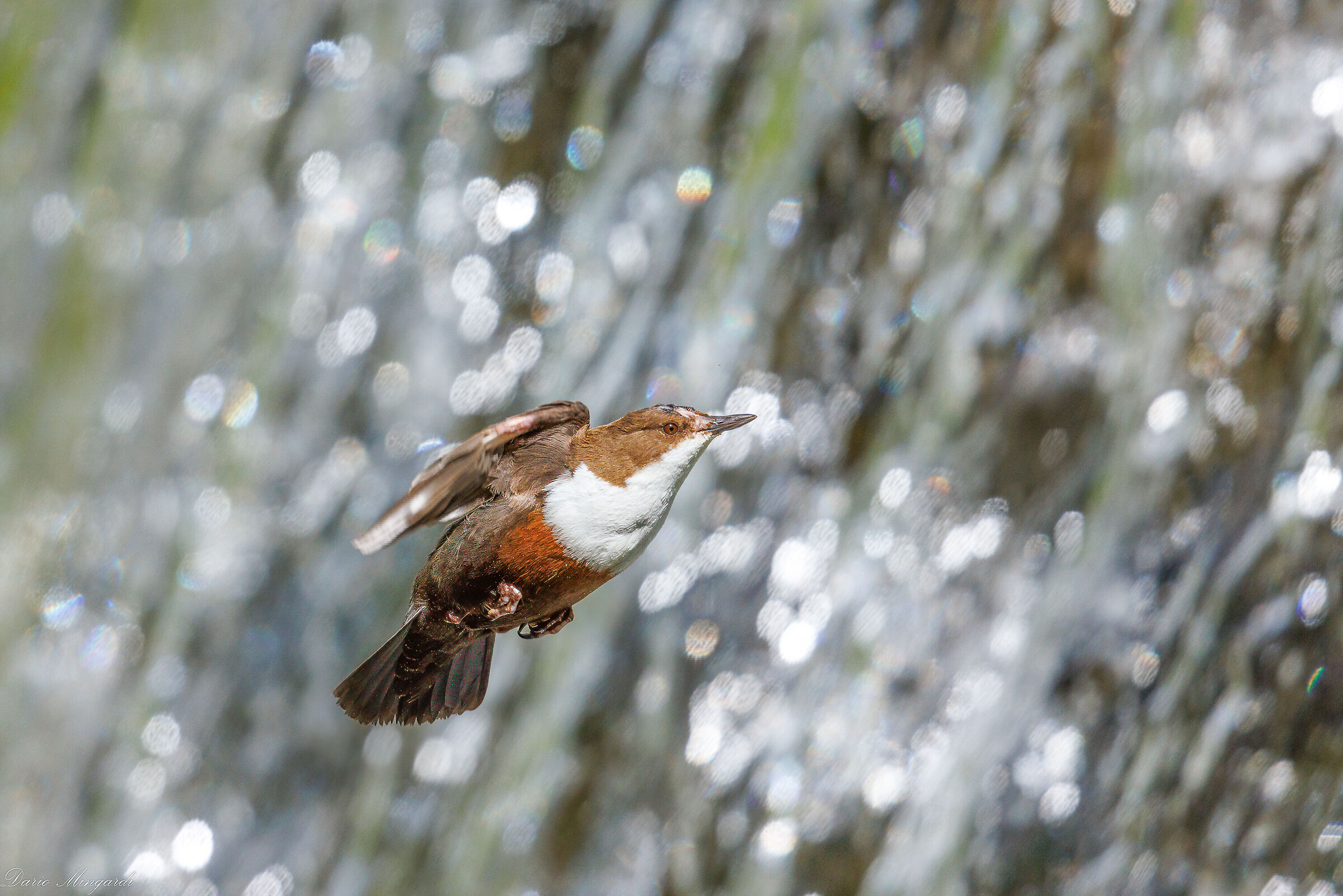 Dipper flying over waterfall 2