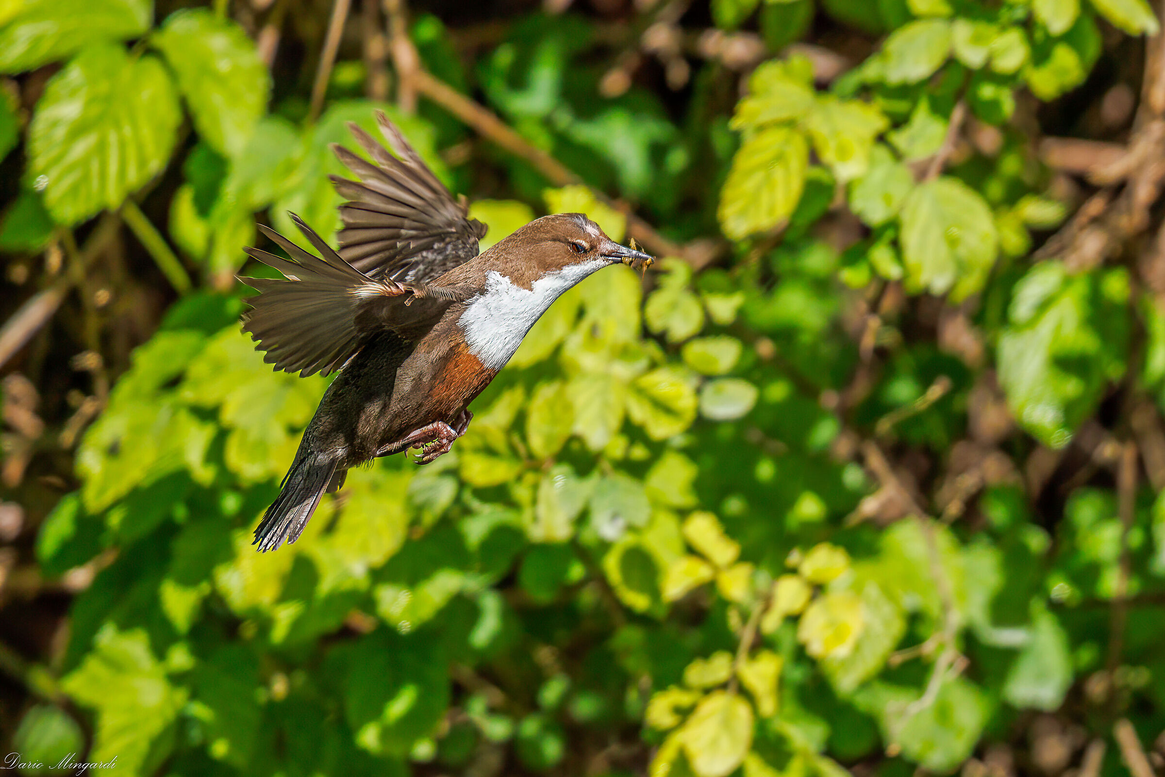 Dipper Cinclus cinclus with prey
