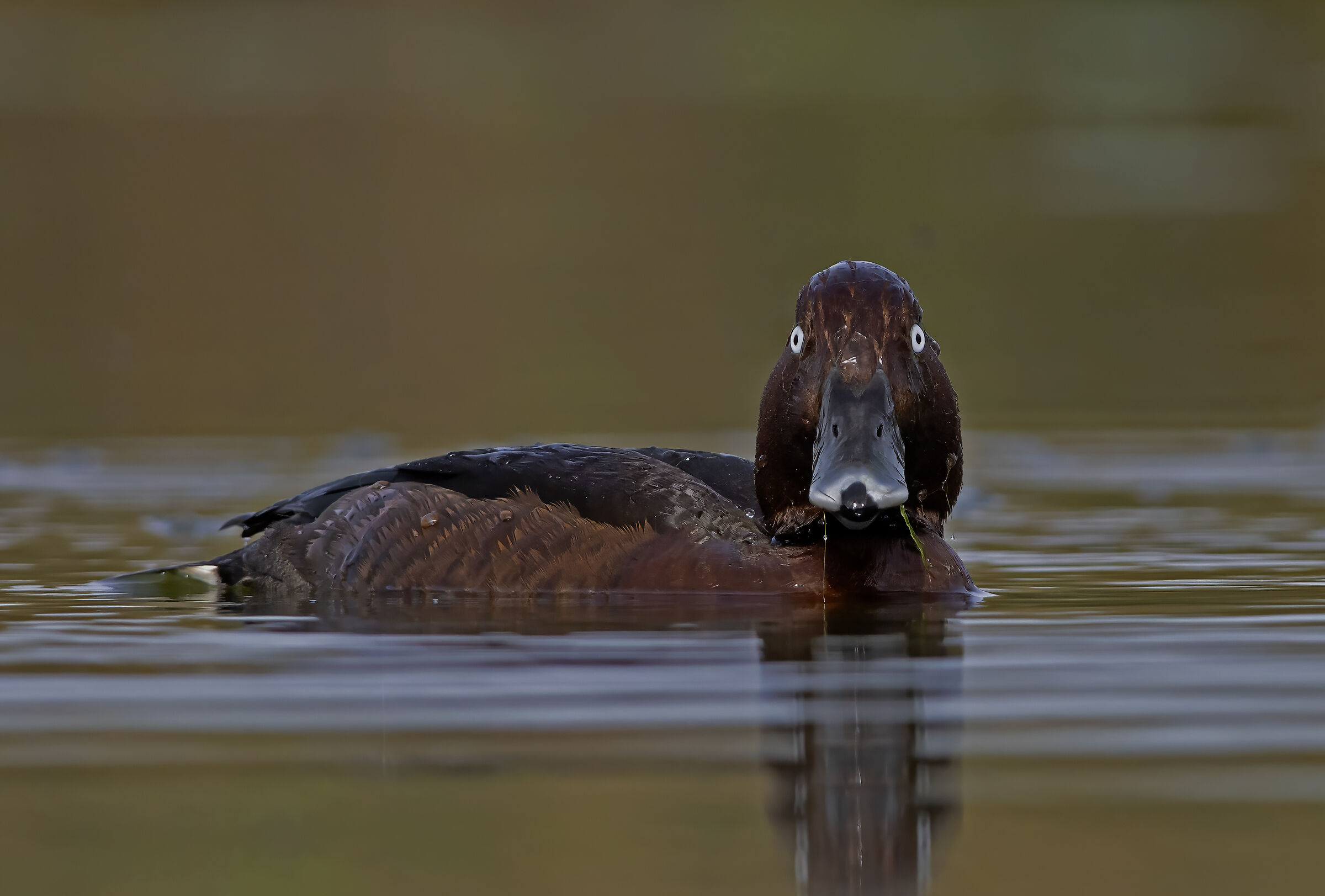Crossing glances with the Ferruginous Duck