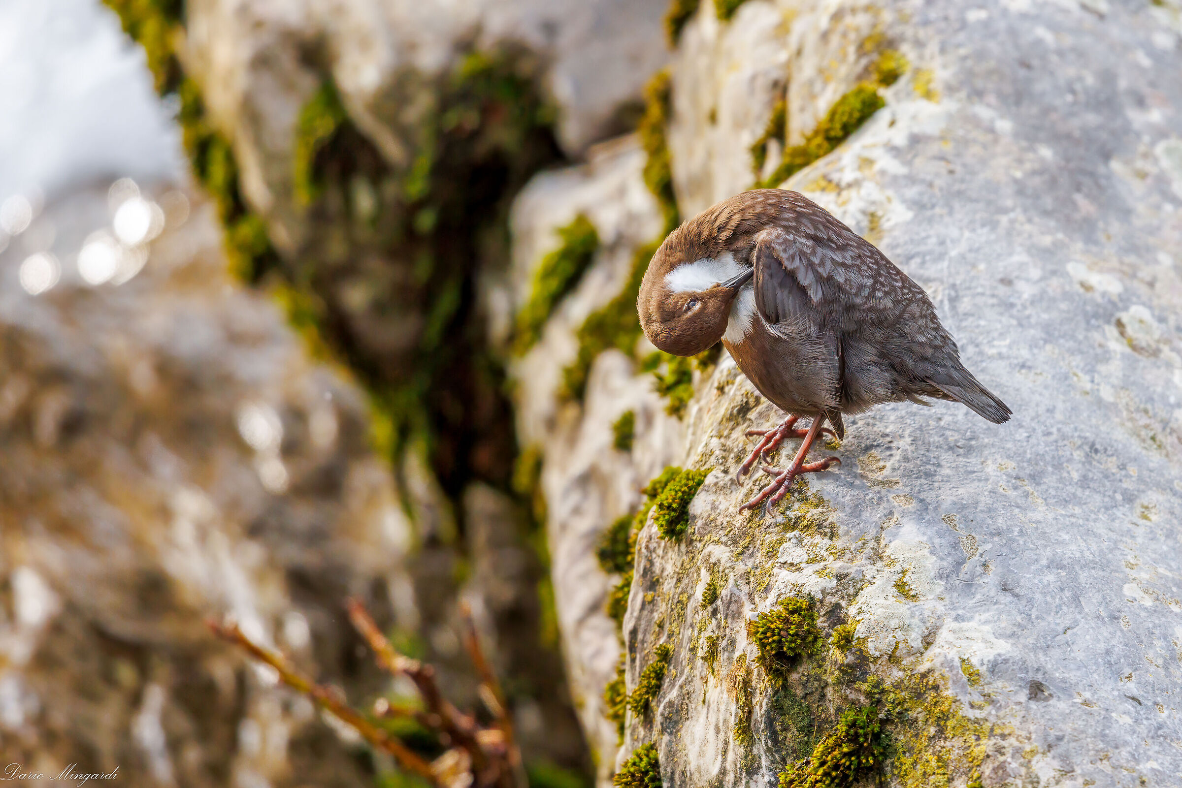 Dipper Cinclus cinclus toilet
